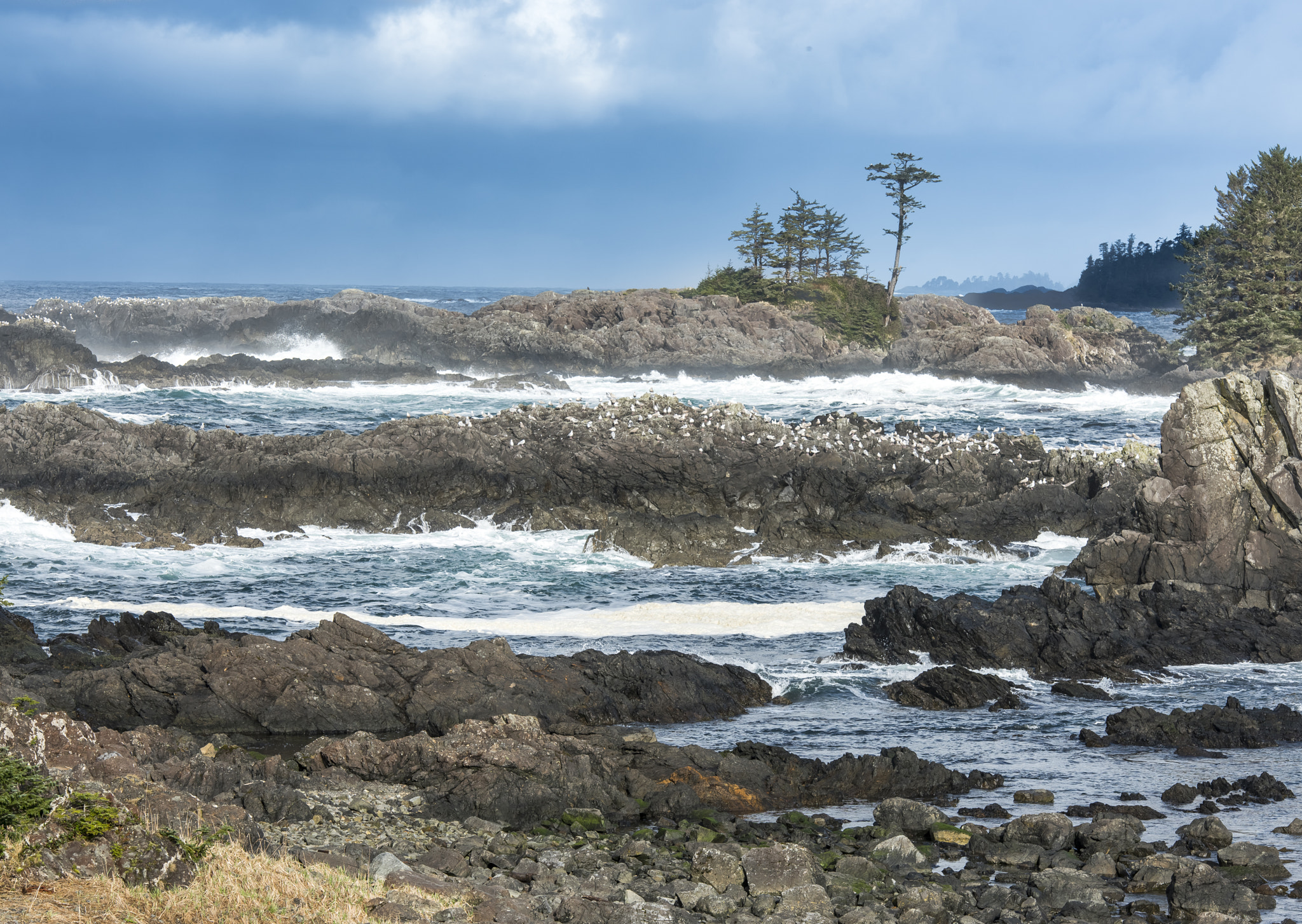 Nikon AF-S Nikkor 70-200mm F2.8G ED VR II sample photo. Wild pacific ucluelet photography