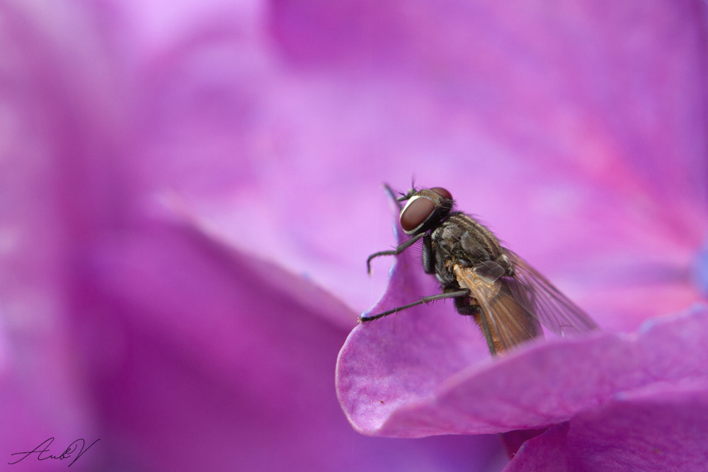 Canon EF 100mm F2.8L Macro IS USM sample photo. My peaceful area photography