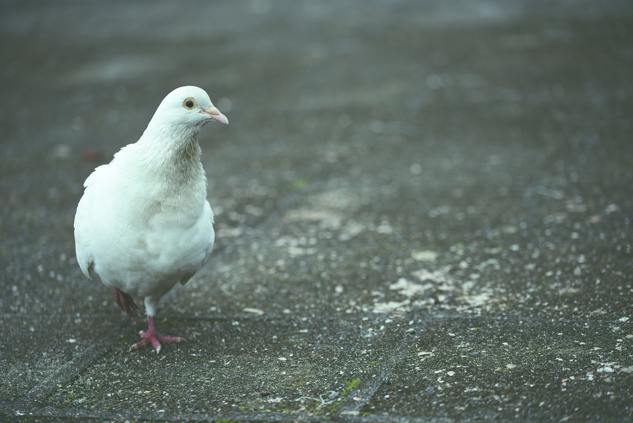 Sigma 105mm F2.8 EX DG OS HSM sample photo. Dove standing on one foot photography