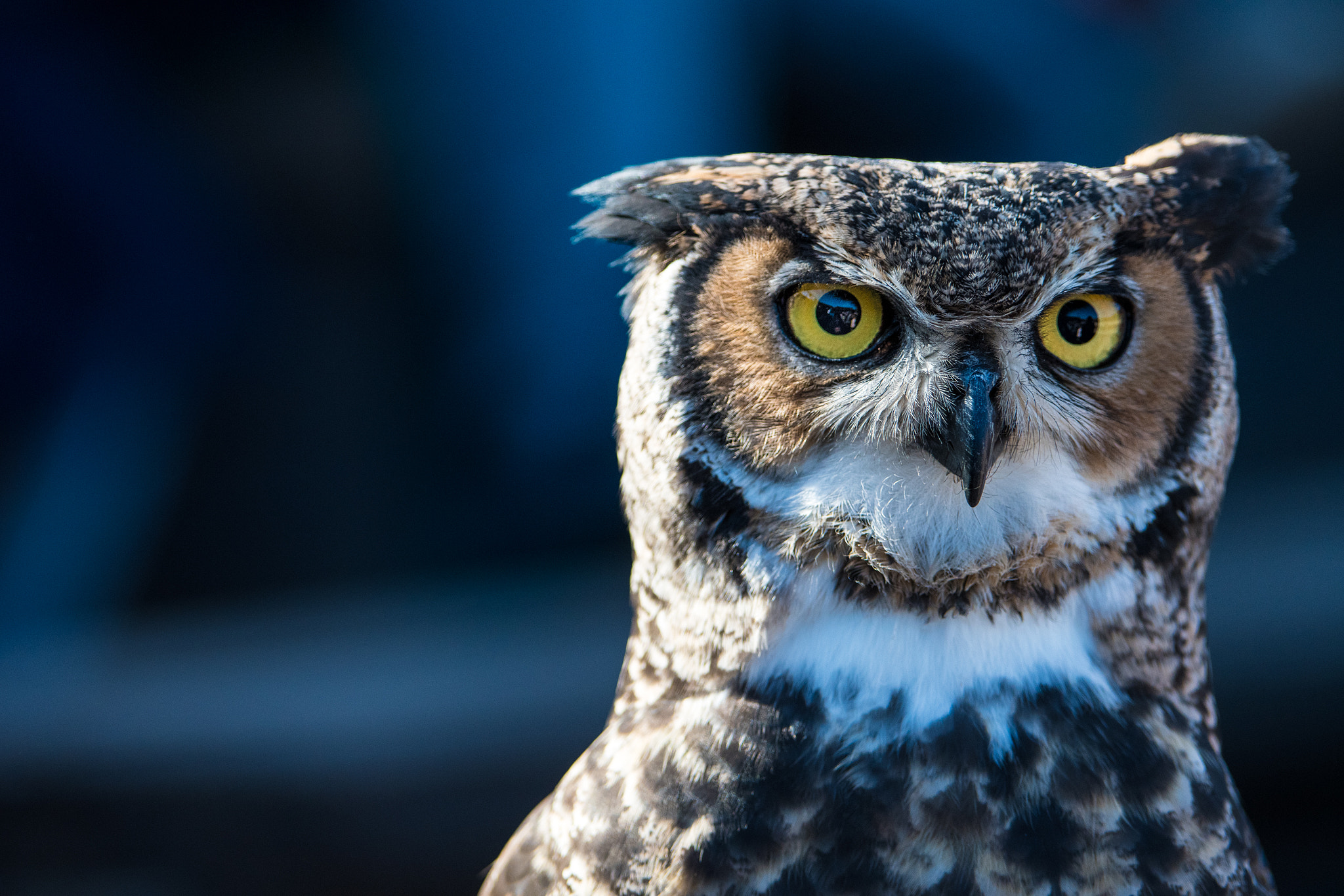 Nikon D500 sample photo. Wouldn't like to be his prey photography