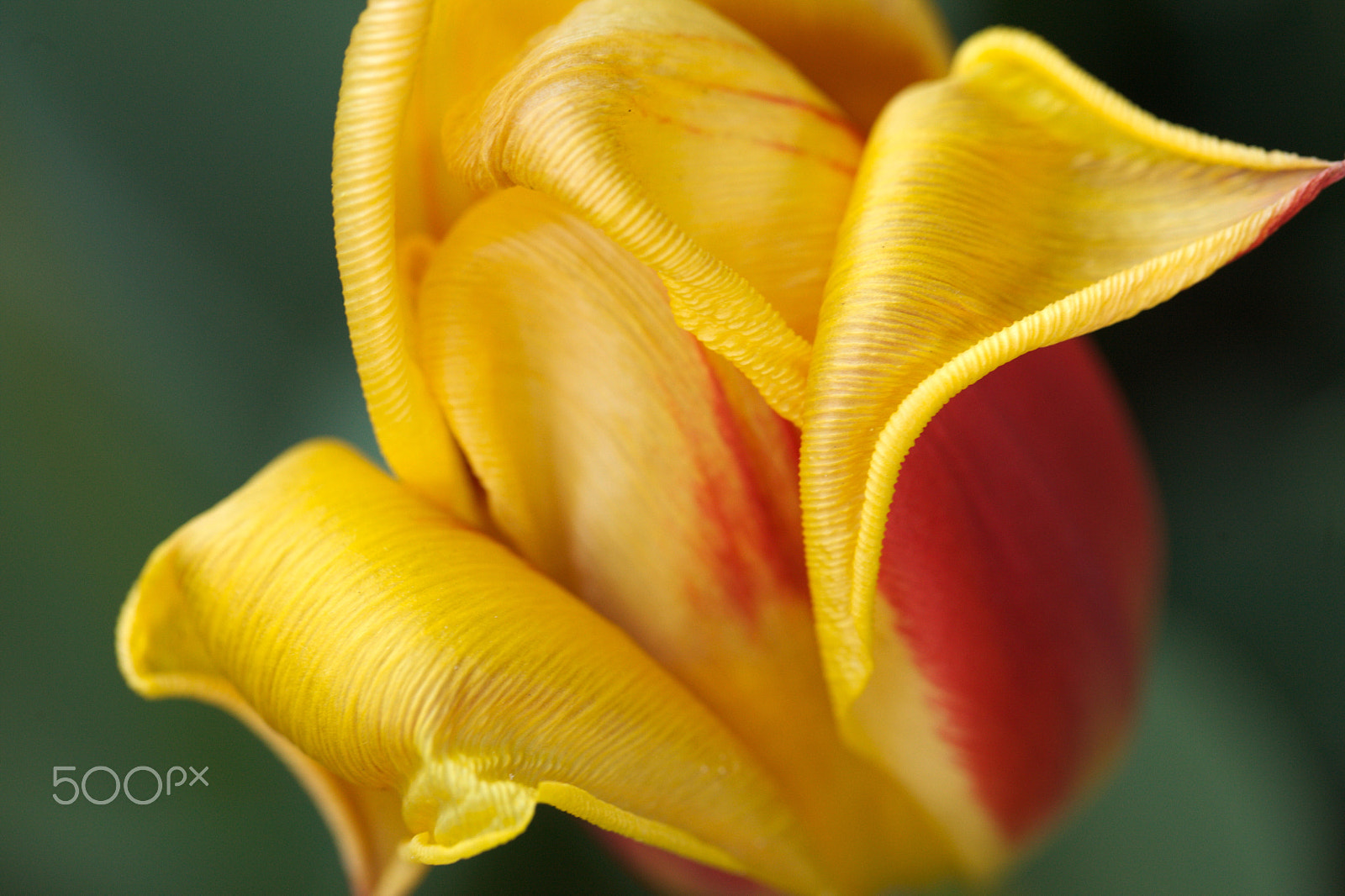 Canon EF 100mm F2.8L Macro IS USM sample photo. Wow photography