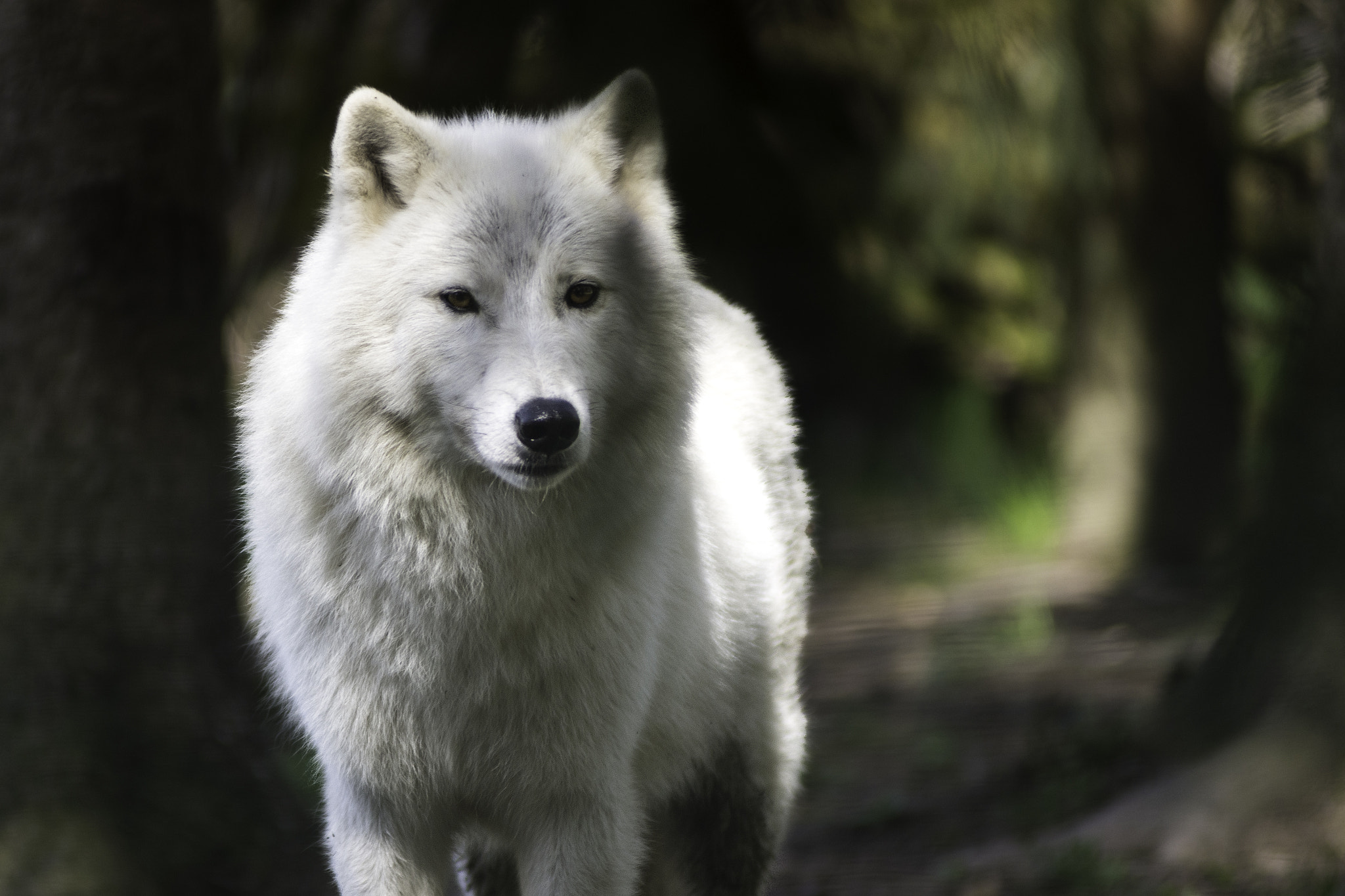 Nikon D7200 + AF Zoom-Nikkor 80-200mm f/2.8 ED sample photo. Arctic wolf photography