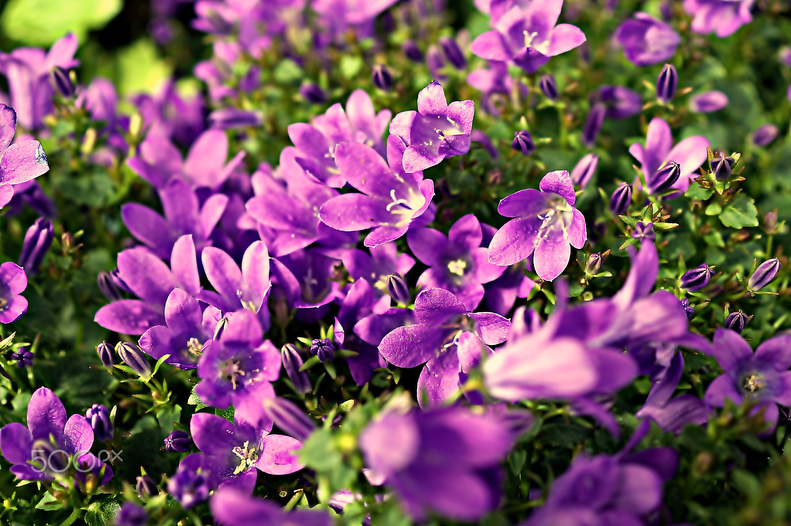Sony SLT-A58 + Sony DT 30mm F2.8 Macro SAM sample photo. ***spring is here*** photography