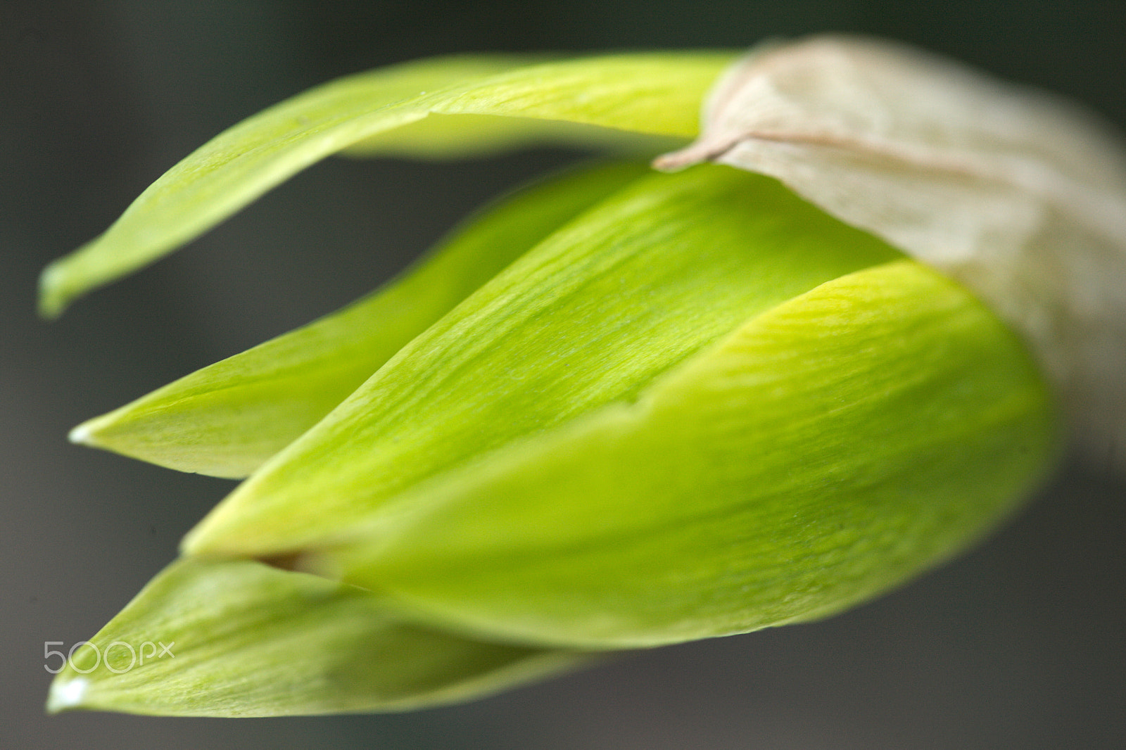 Canon EF 100mm F2.8L Macro IS USM sample photo. Ballerina hand photography
