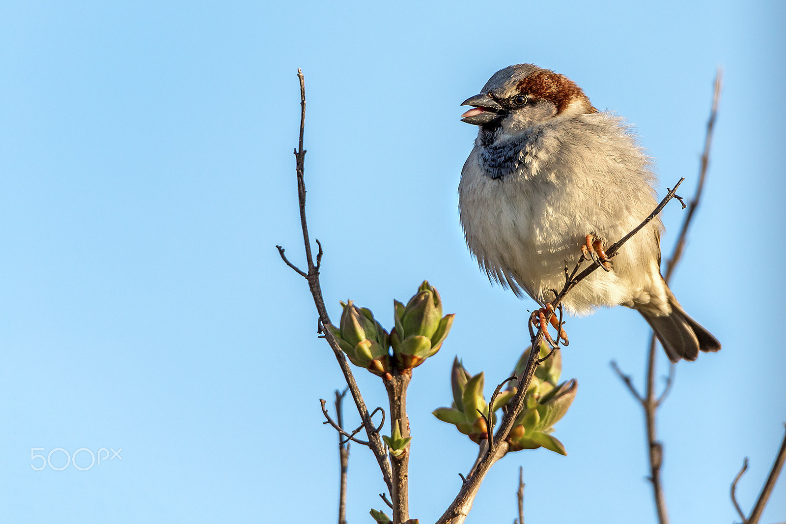 Tamron SP 150-600mm F5-6.3 Di VC USD sample photo. Spatz photography