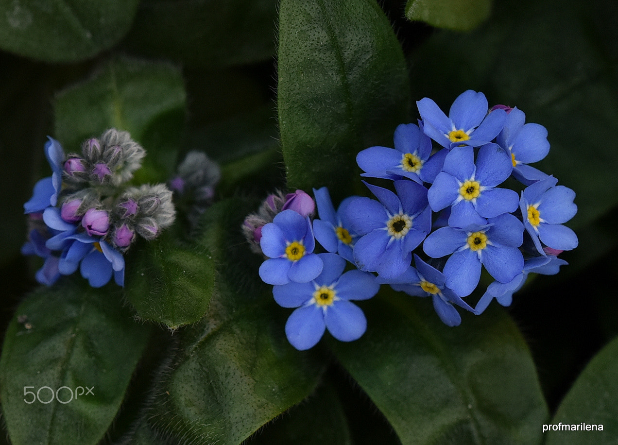 Sigma 150mm F2.8 EX DG OS Macro HSM sample photo. Forgetmenot photography
