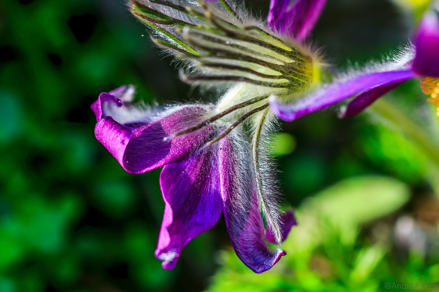 Canon EF 100mm F2.8L Macro IS USM sample photo. Kuhschelle photography