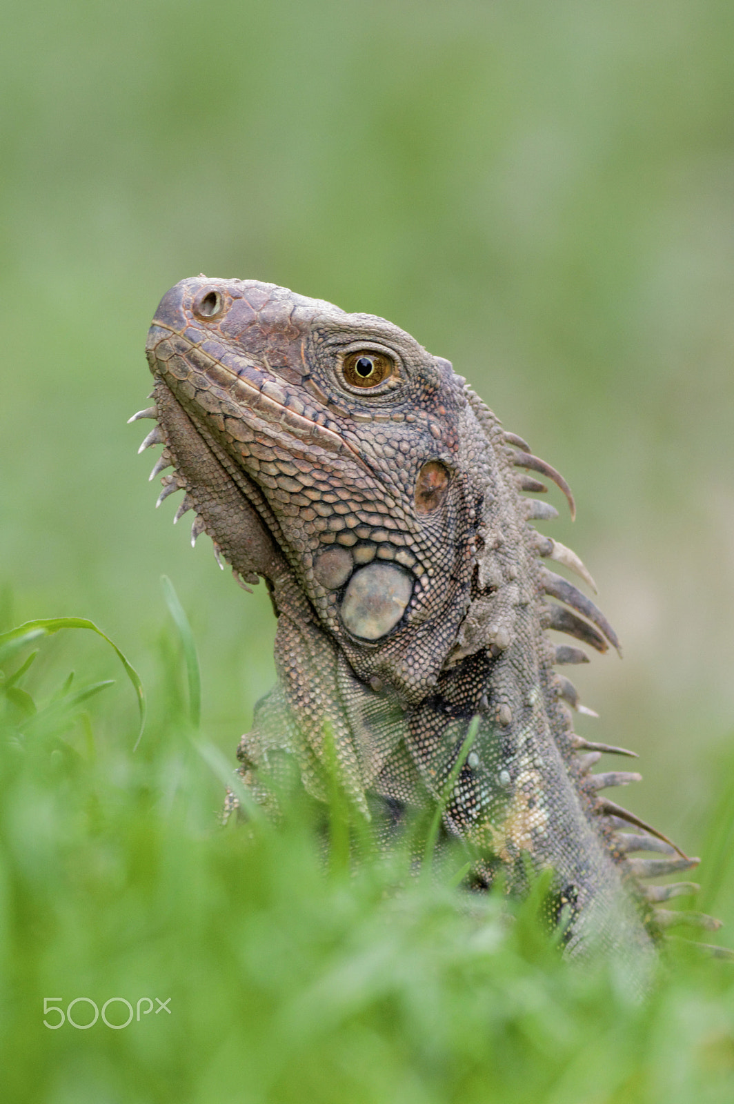 Canon EF 400mm F5.6L USM sample photo. Iguana portrait photography