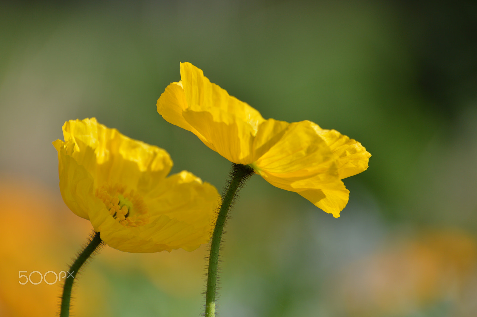 Nikon D3200 sample photo. Pavot jaune photography