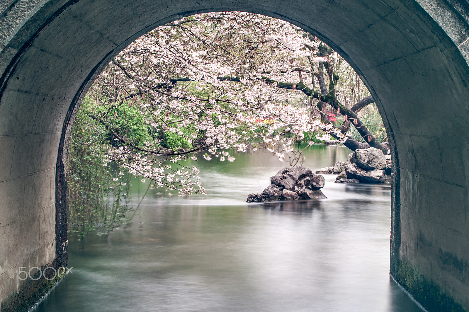 Nikon D700 sample photo. 野有蔓草，零露漙兮 photography