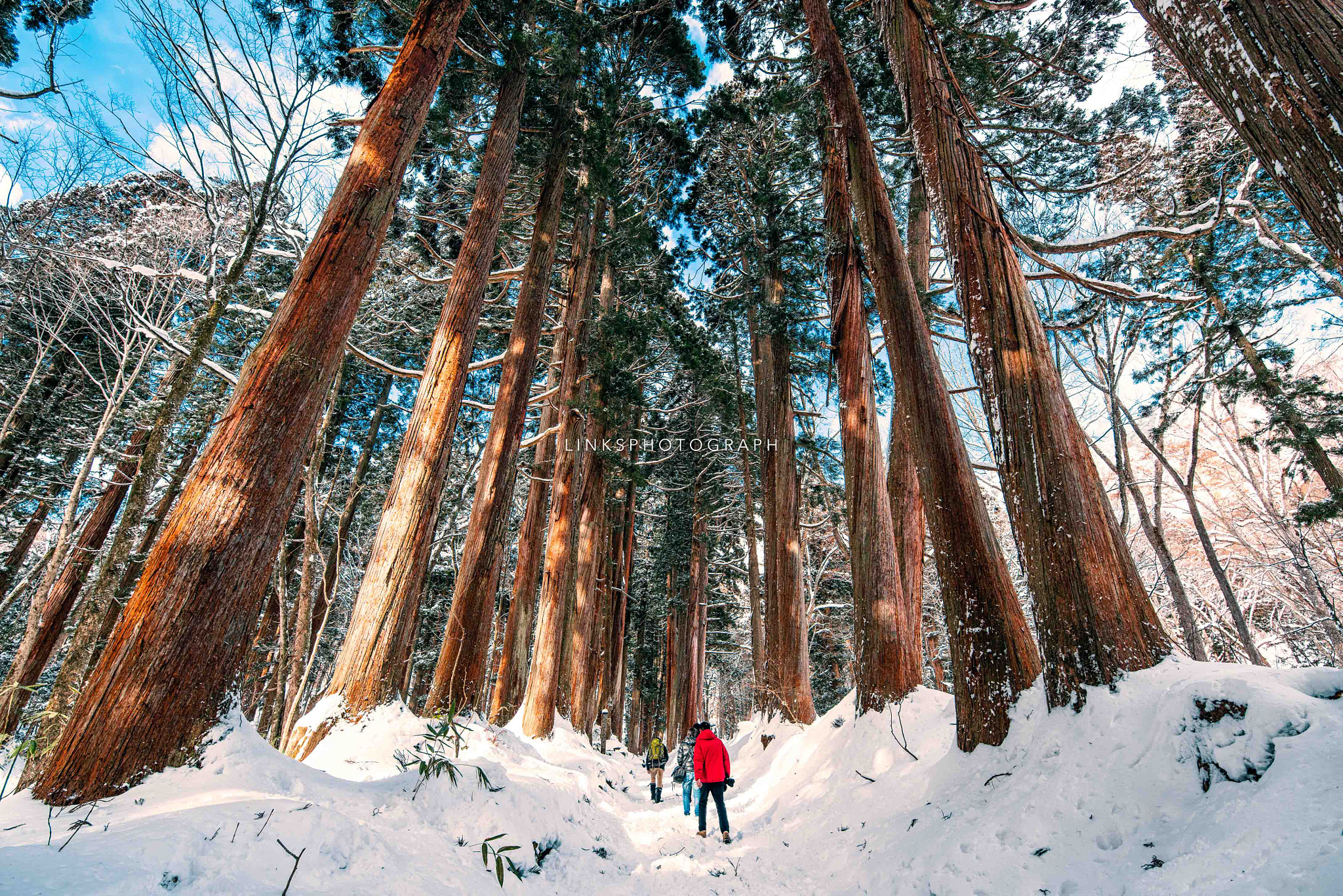 Nikon D810 + Tamron SP 15-30mm F2.8 Di VC USD sample photo. The biggest trees、6、700 year's old. photography