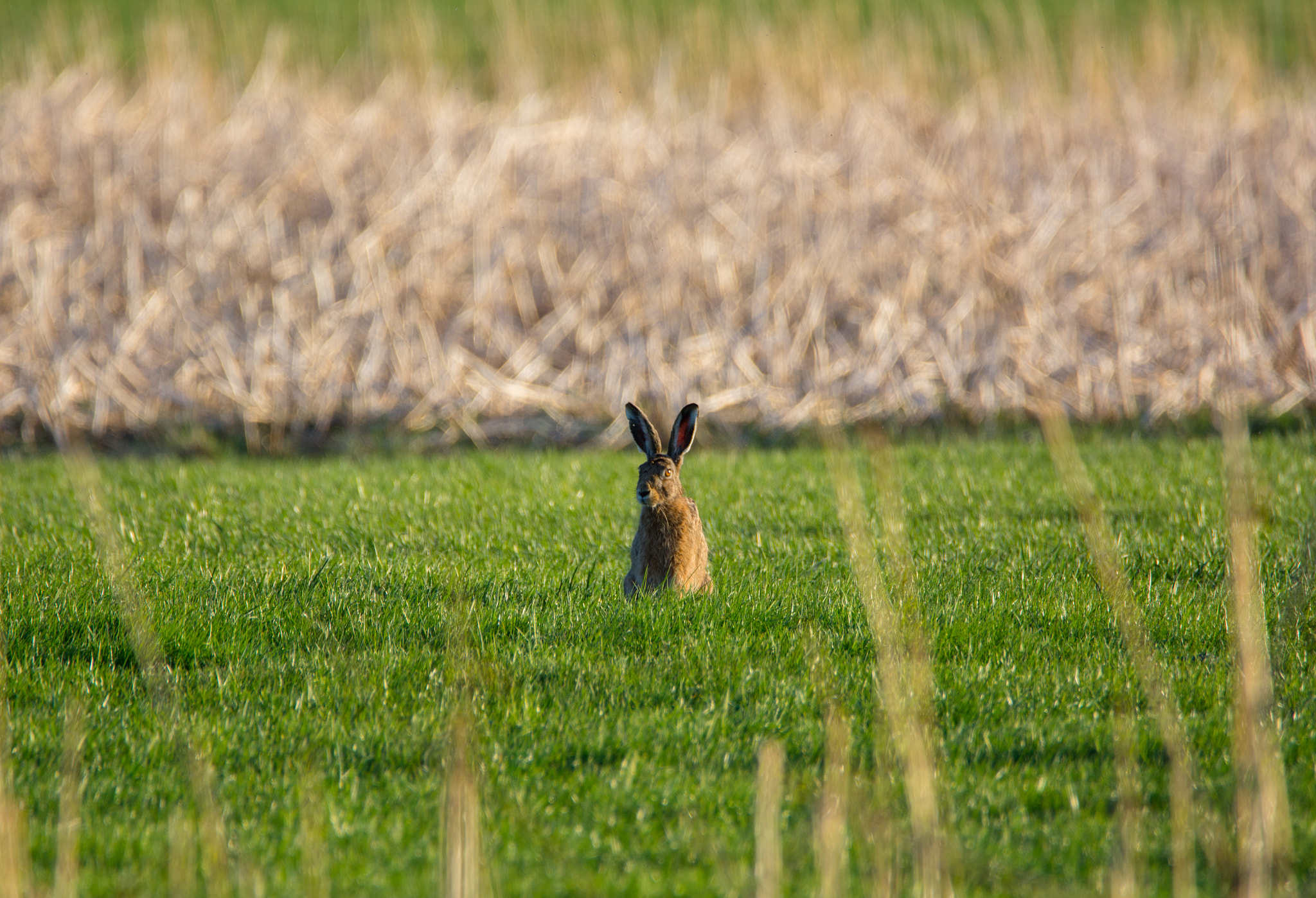 Nikon D7100 sample photo. Easter bunny photography