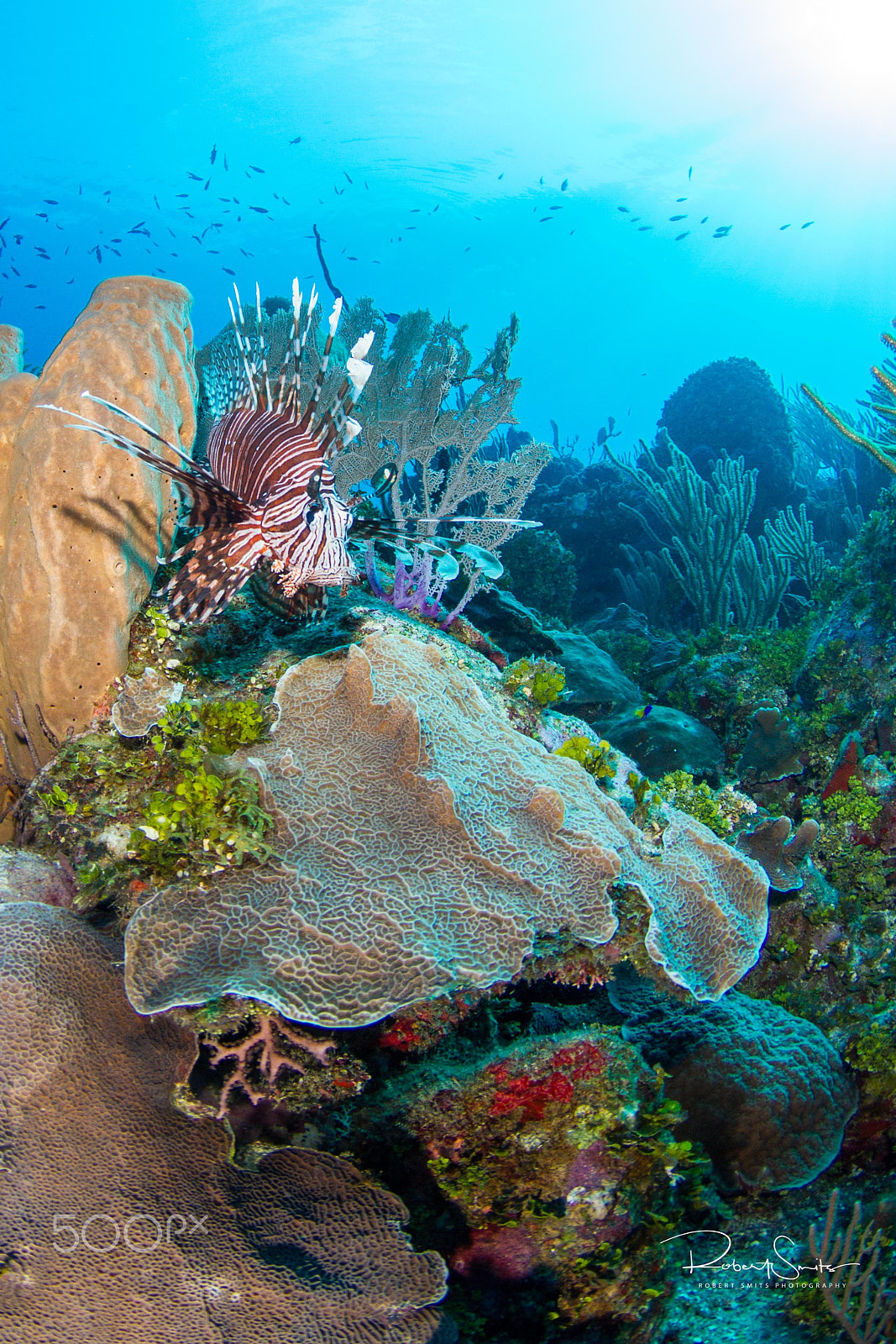 Tokina AT-X 10-17mm F3.5-4.5 DX Fisheye sample photo. Lionfish patrol photography