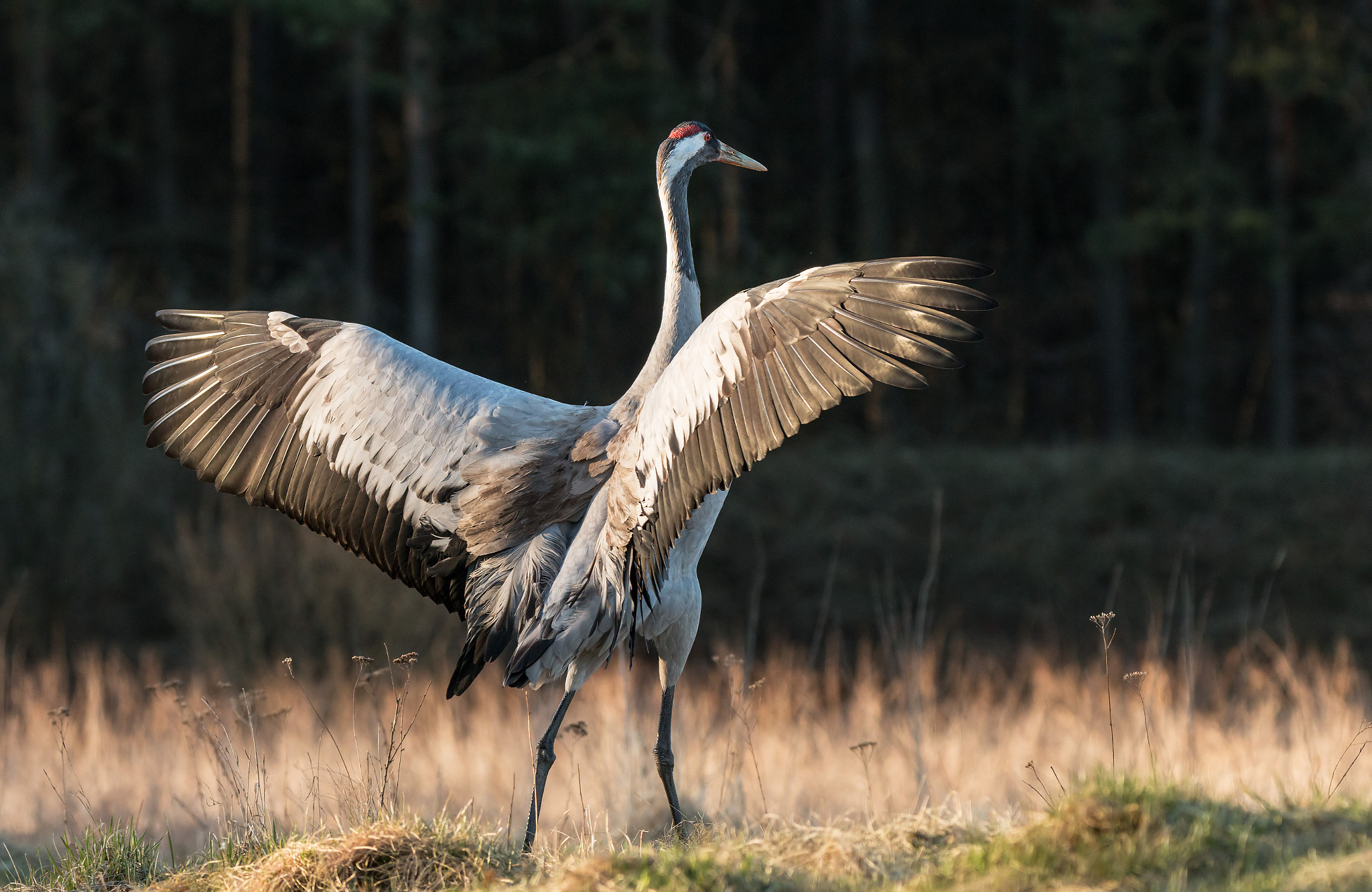 Tamron SP 150-600mm F5-6.3 Di VC USD sample photo. "evening solo dance" photography