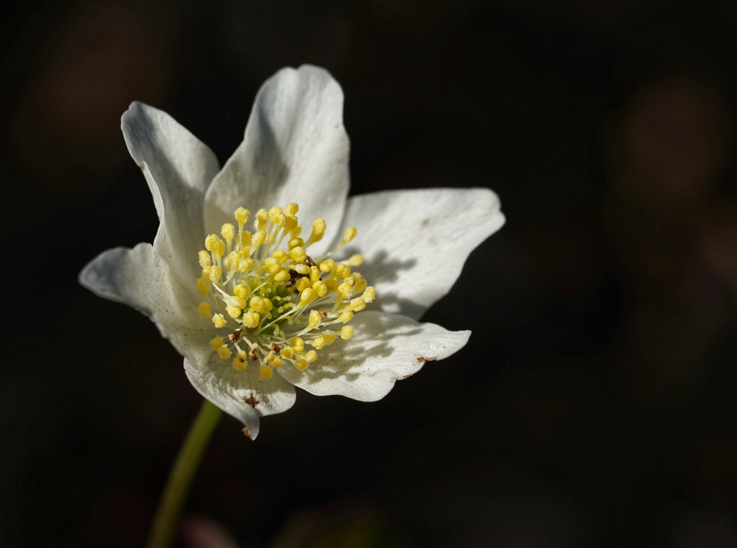 Sony a7 II sample photo. First test with the sony a7 mark2 and the sel fe 90mm macro. photography