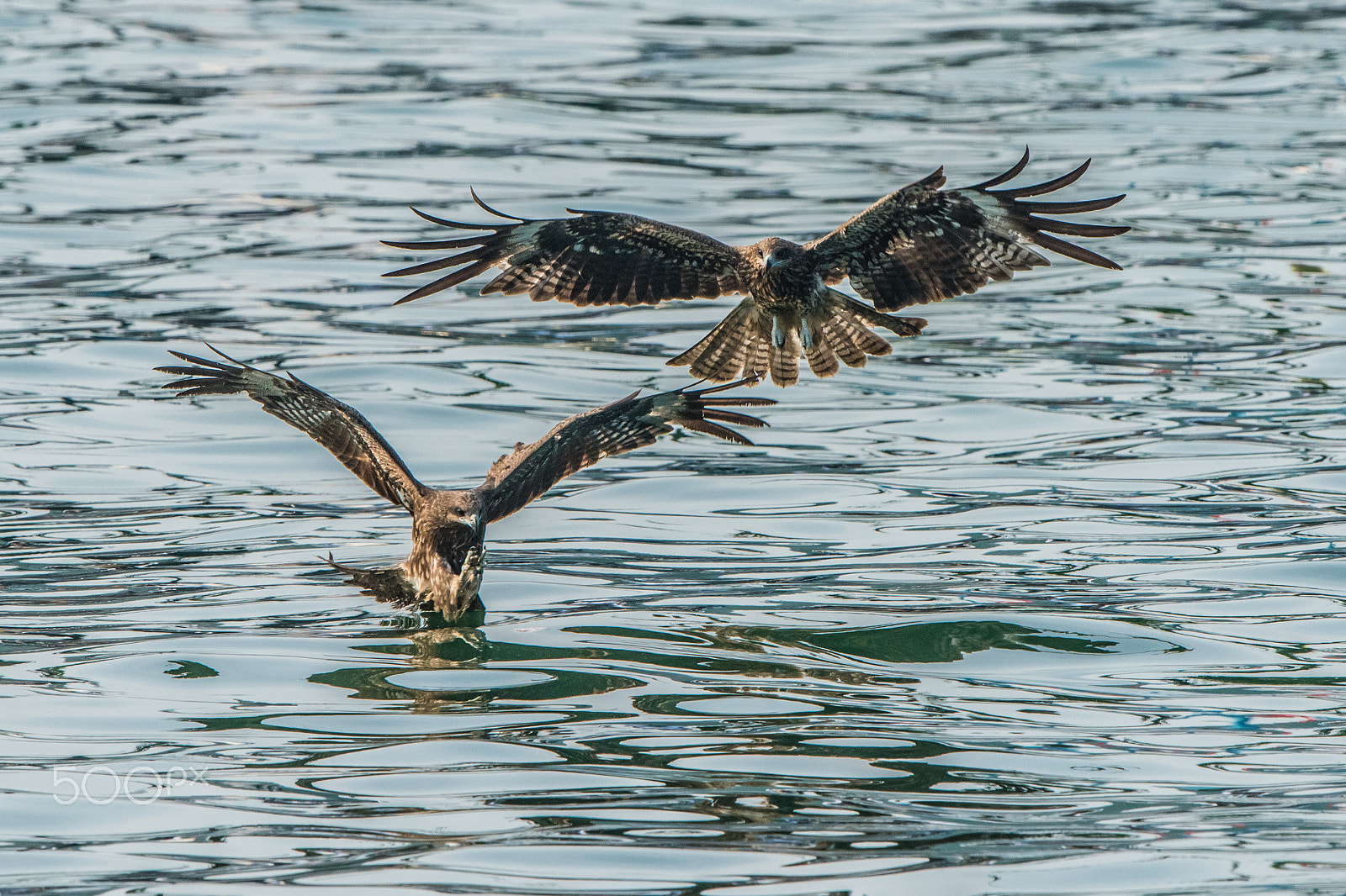 Nikon D810 + Nikon AF-S Nikkor 500mm F4G ED VR sample photo. Fishing and competiton photography