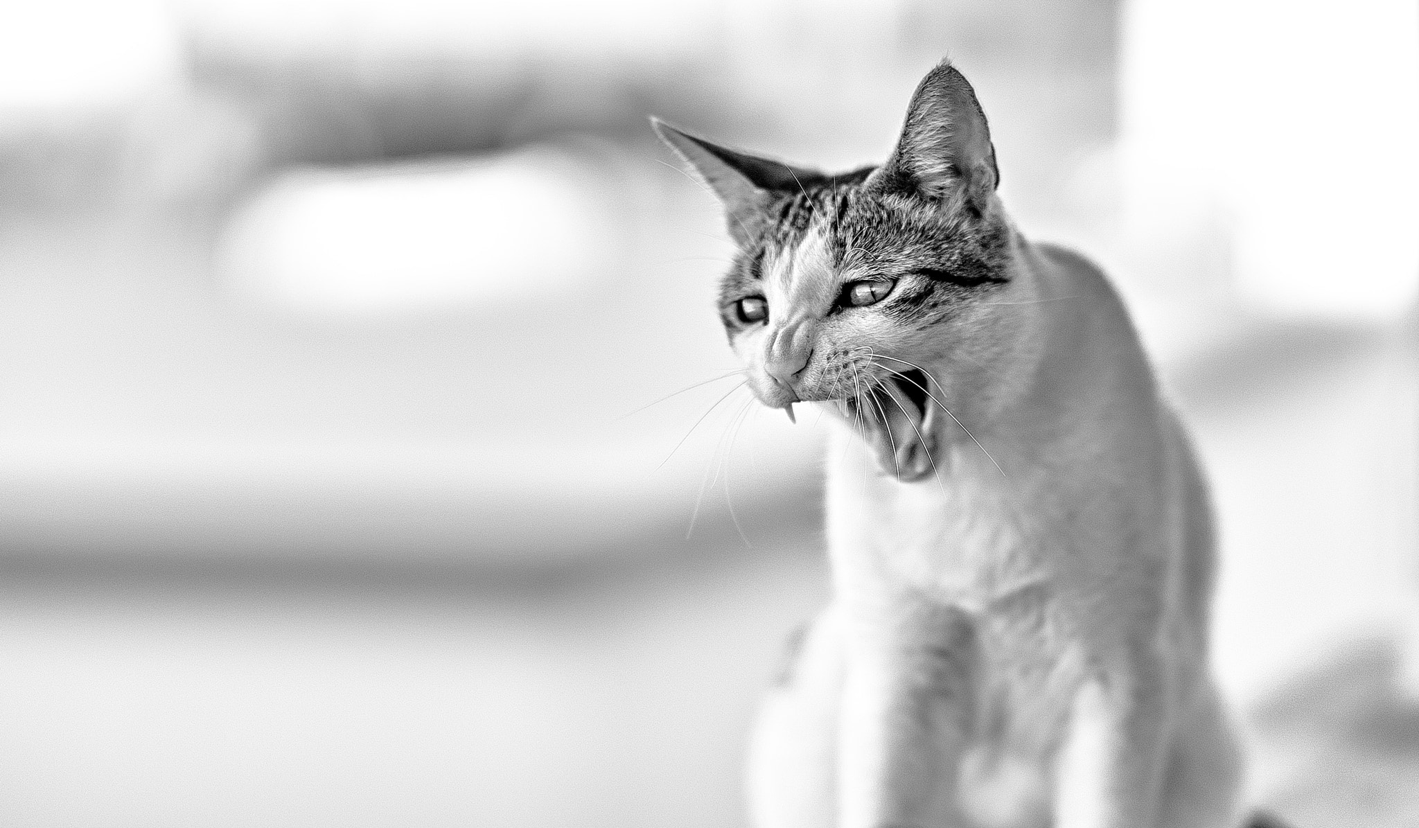 Sony FE 85mm F1.4 GM sample photo. The other side of my cat photography