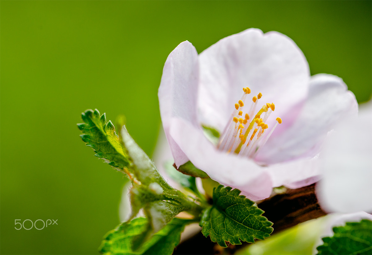 Nikon AF-S Micro-Nikkor 105mm F2.8G IF-ED VR sample photo. Spring photography