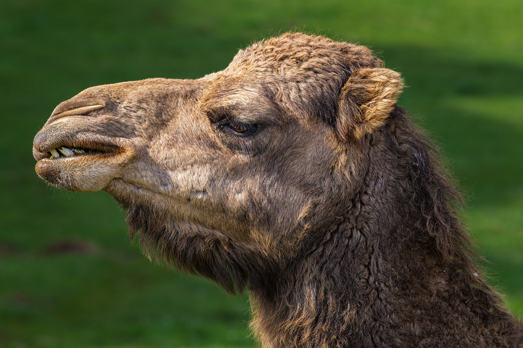 Canon EOS 6D + Canon EF 70-200mm F4L IS USM sample photo. Dromedary  240317-7531 photography