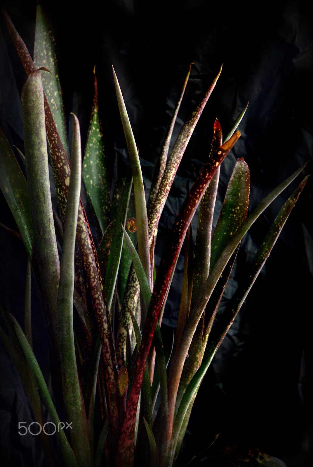 Nikon D3000 sample photo. Bilbergia bromeliad photography