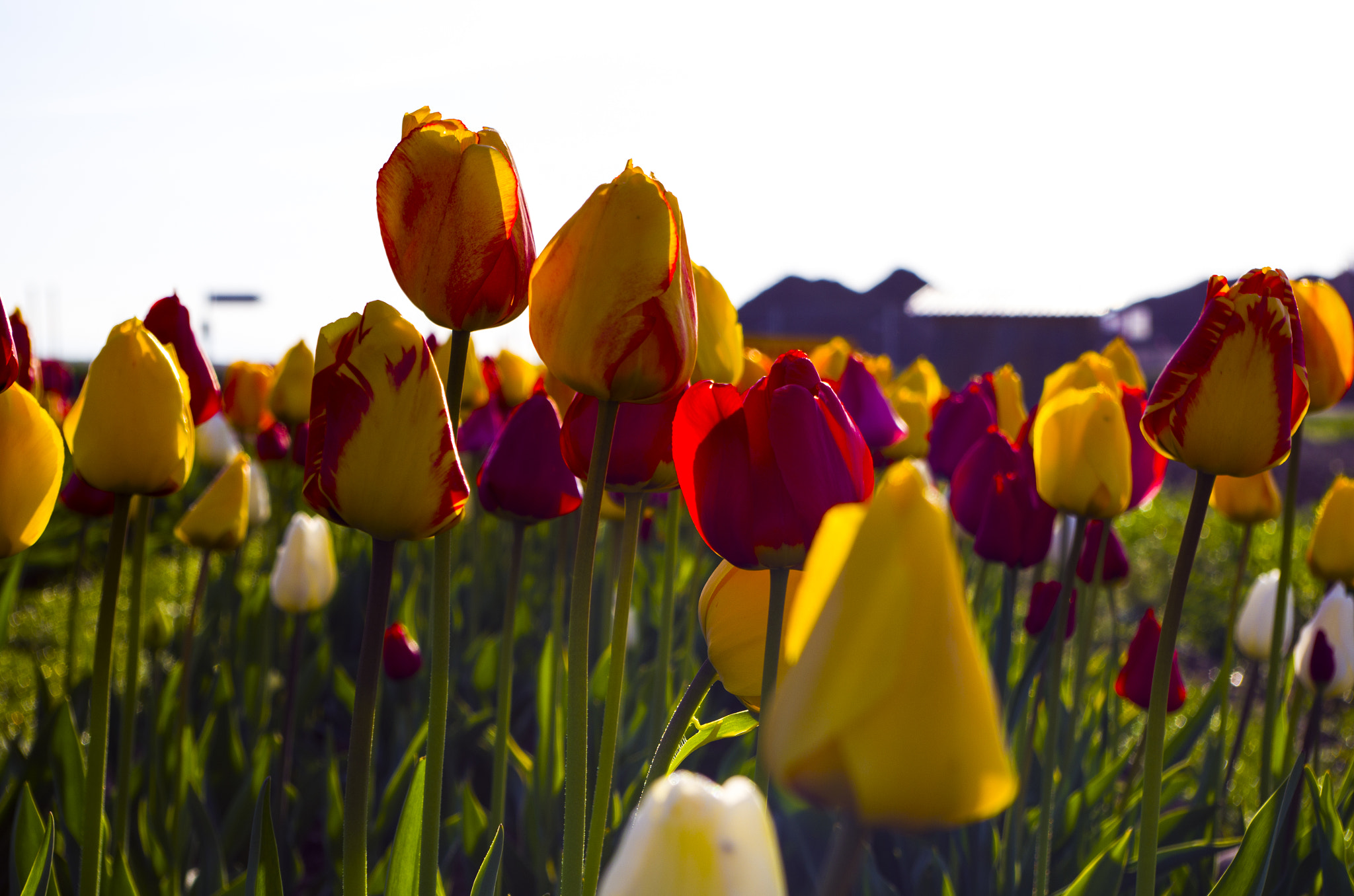Pentax K-50 sample photo. Colorful tulip field in the morning one photography