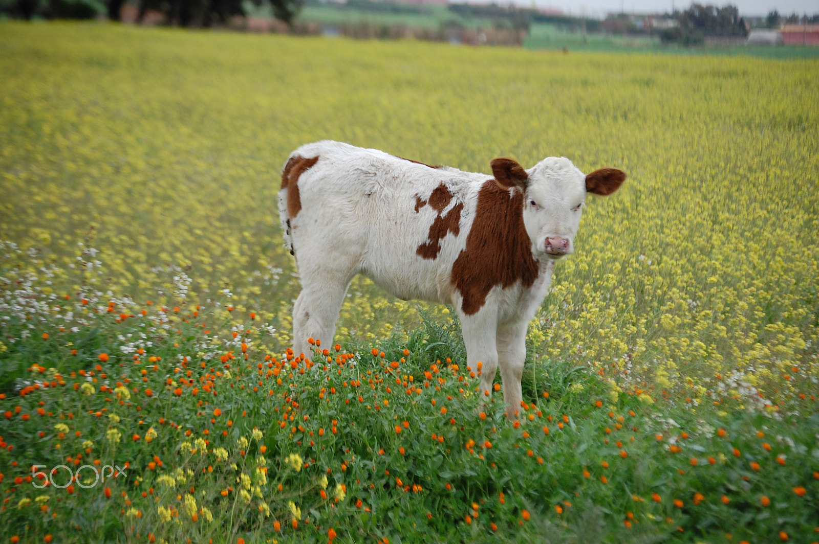 Nikon D40 sample photo. Cute bicolor calf photography