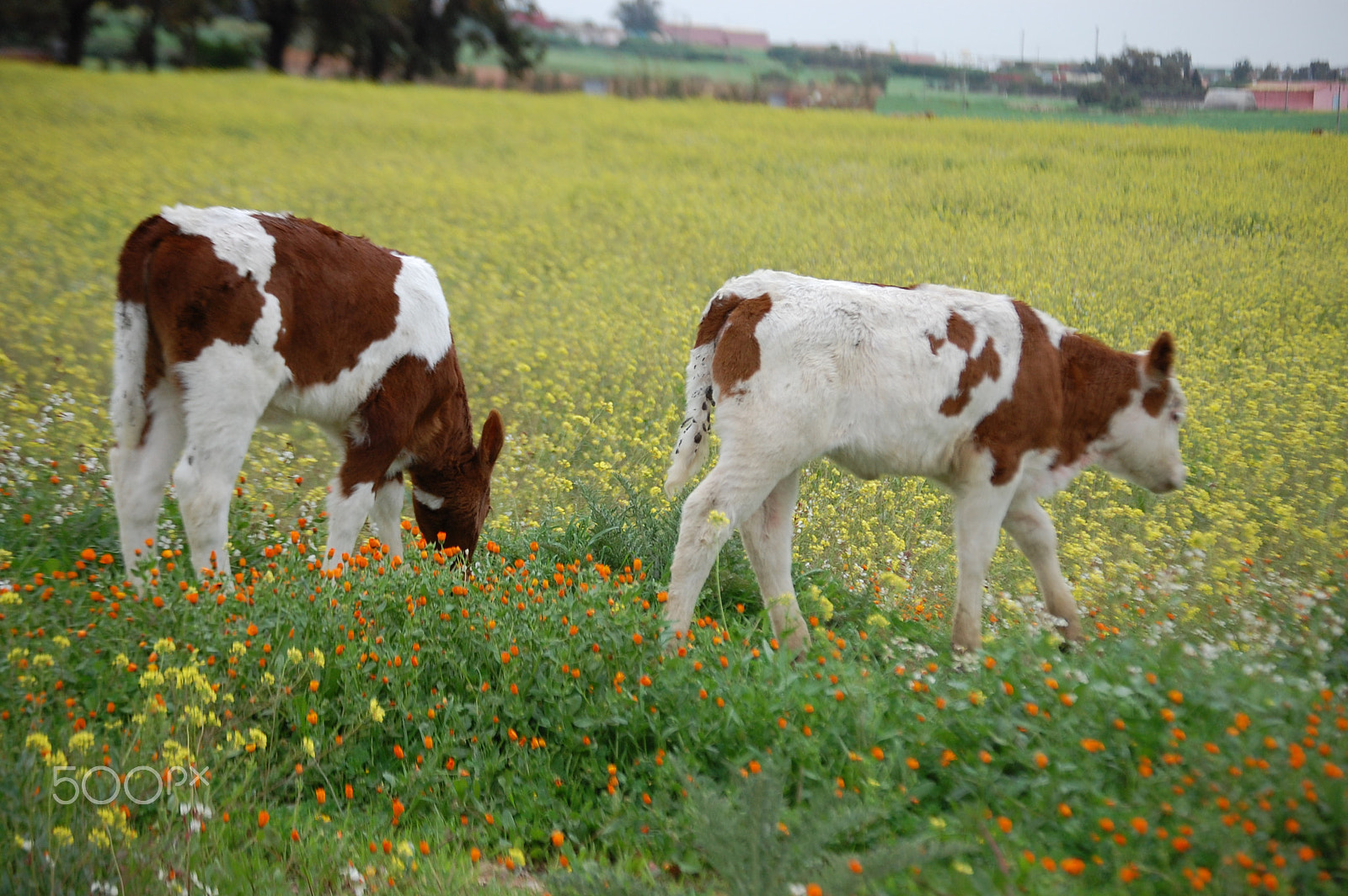 Nikon D40 sample photo. Brown & white calf photography
