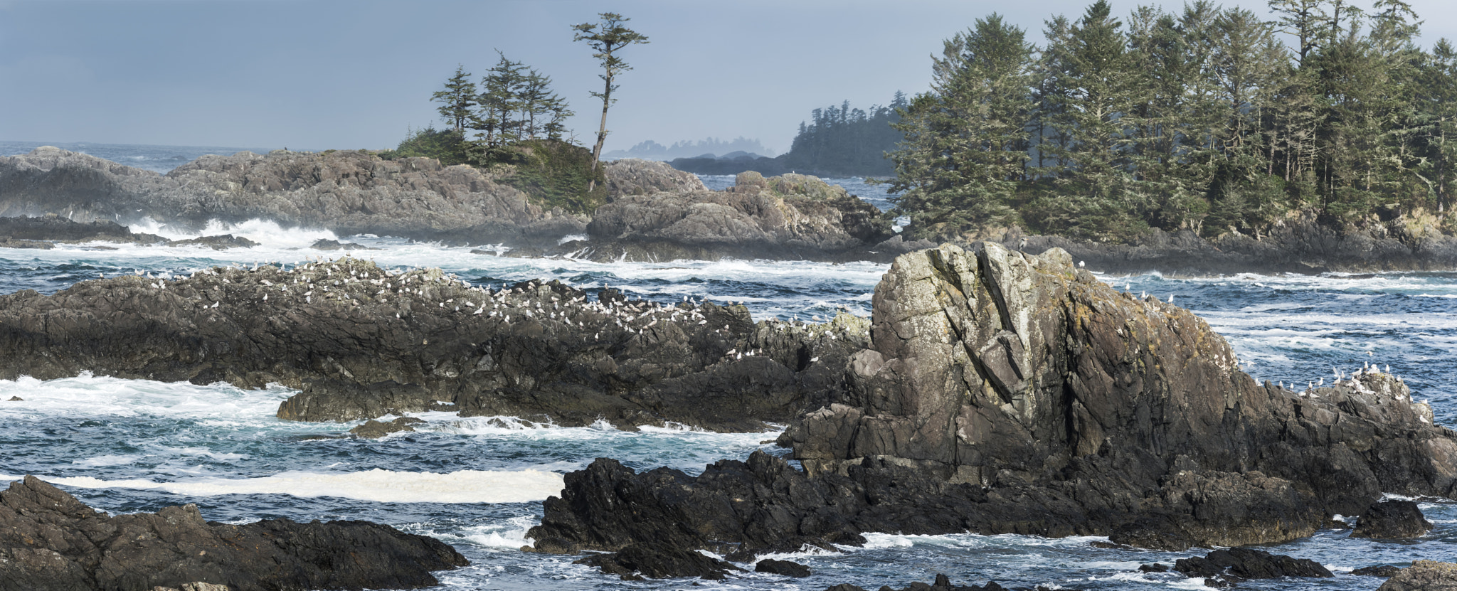 Nikon AF-S Nikkor 70-200mm F2.8G ED VR II sample photo. Rugged coastline -ucluelet photography