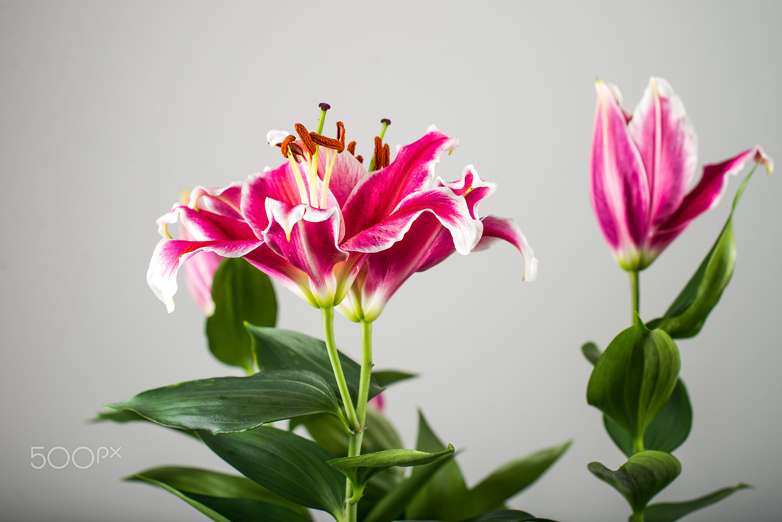 Nikon D600 + Nikon AF-S Nikkor 50mm F1.4G sample photo. Lilium photography