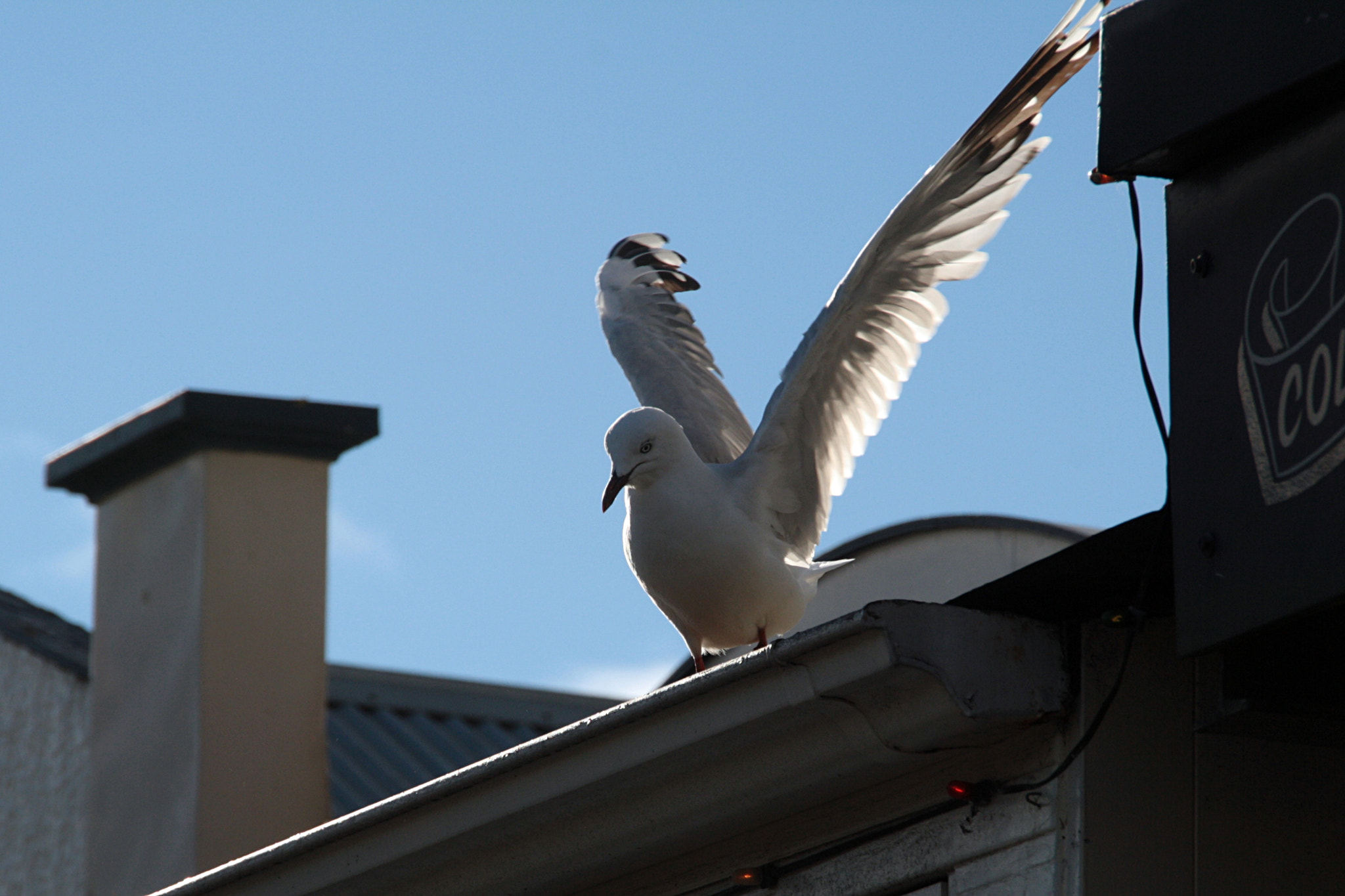 Sigma 18-250mm F3.5-6.3 DC OS HSM sample photo. A new start photography