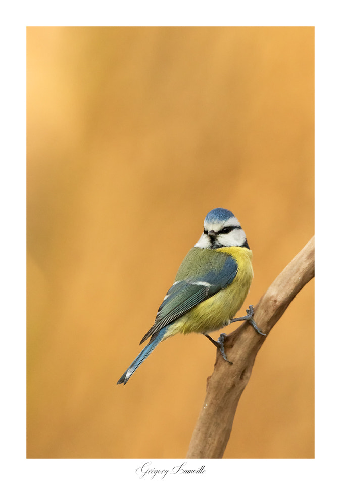 Tamron SP 150-600mm F5-6.3 Di VC USD sample photo. Mésange bleue photography