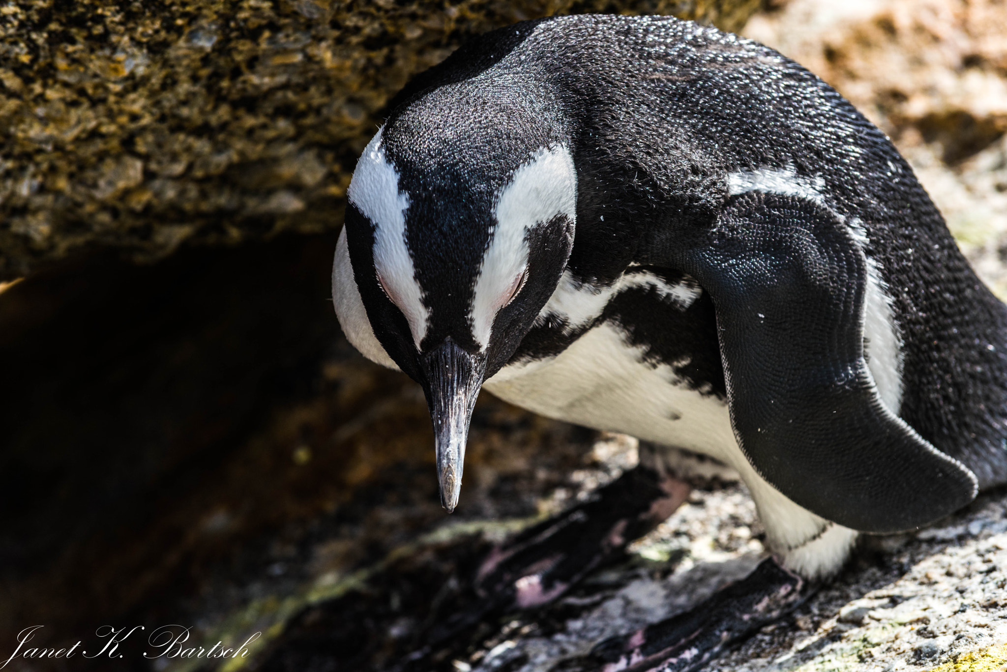 Nikon D810 sample photo. Shy penguin photography