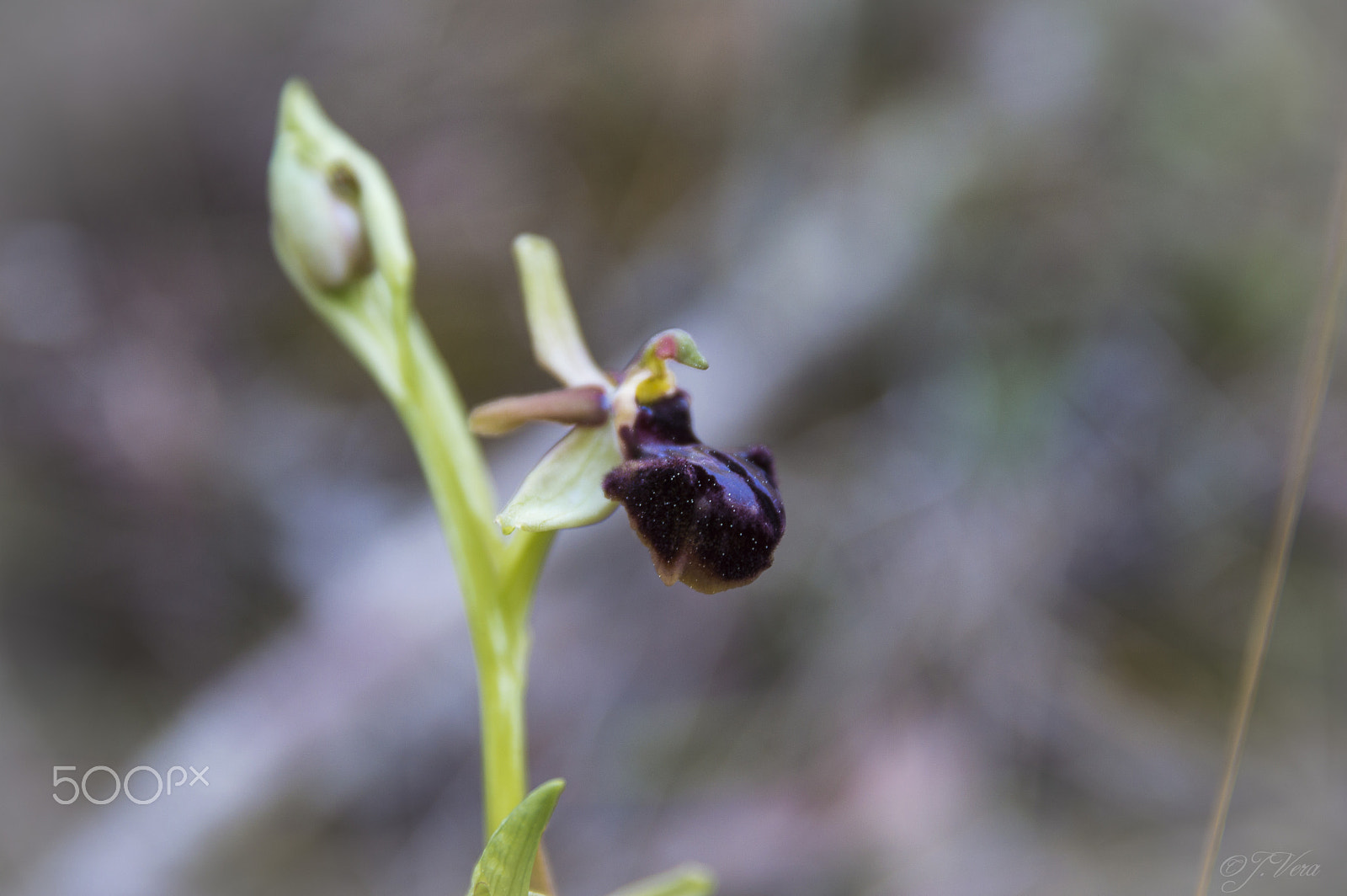 Nikon D3200 + Sigma 17-70mm F2.8-4 DC Macro OS HSM | C sample photo. Wild orchid photography