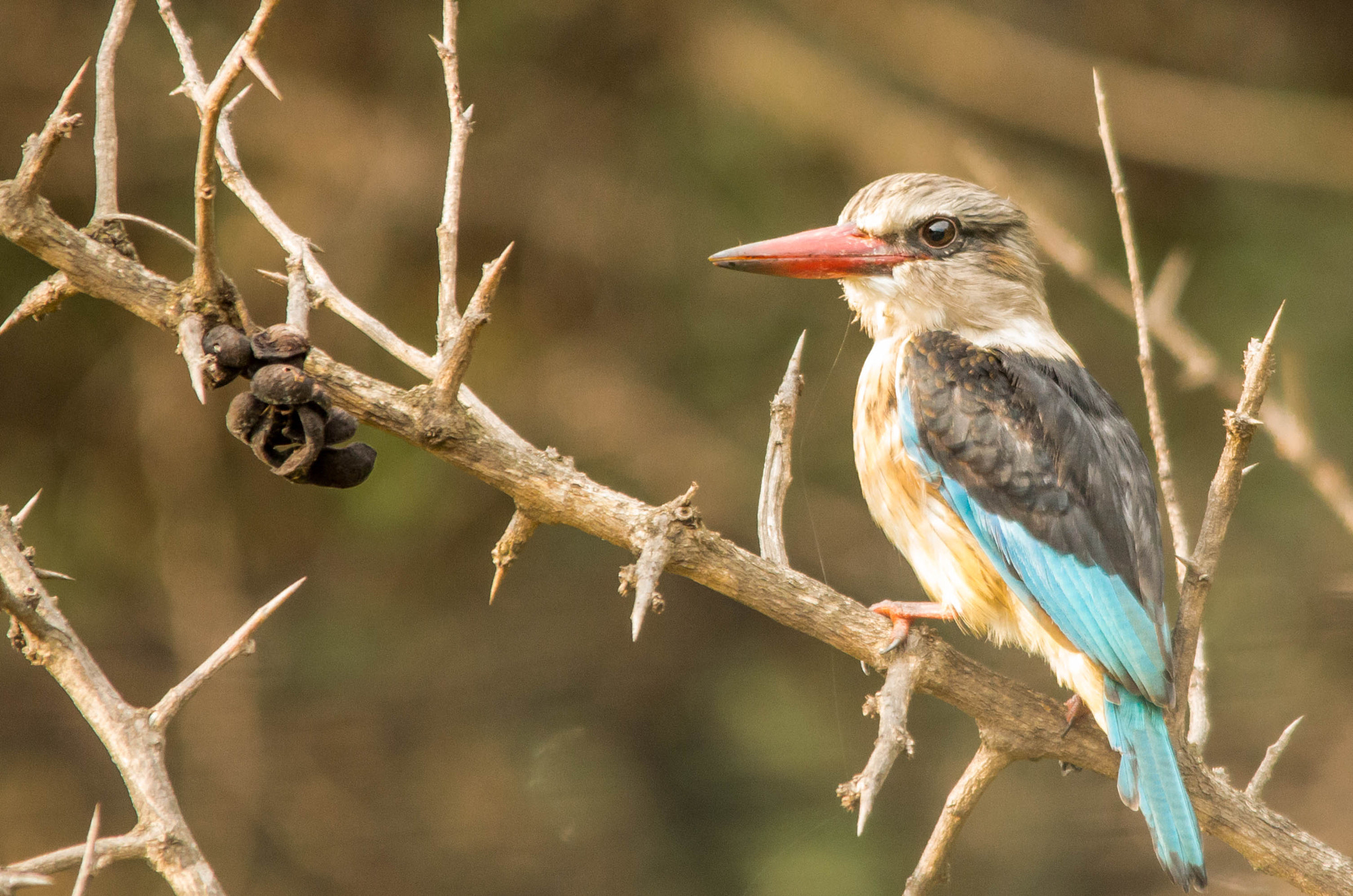 Sigma 150-500mm F5-6.3 DG OS HSM sample photo. Woodlands kingfisher photography