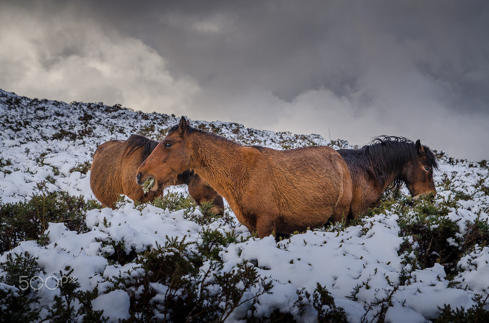 Nikon D7000 sample photo. Winter horses photography
