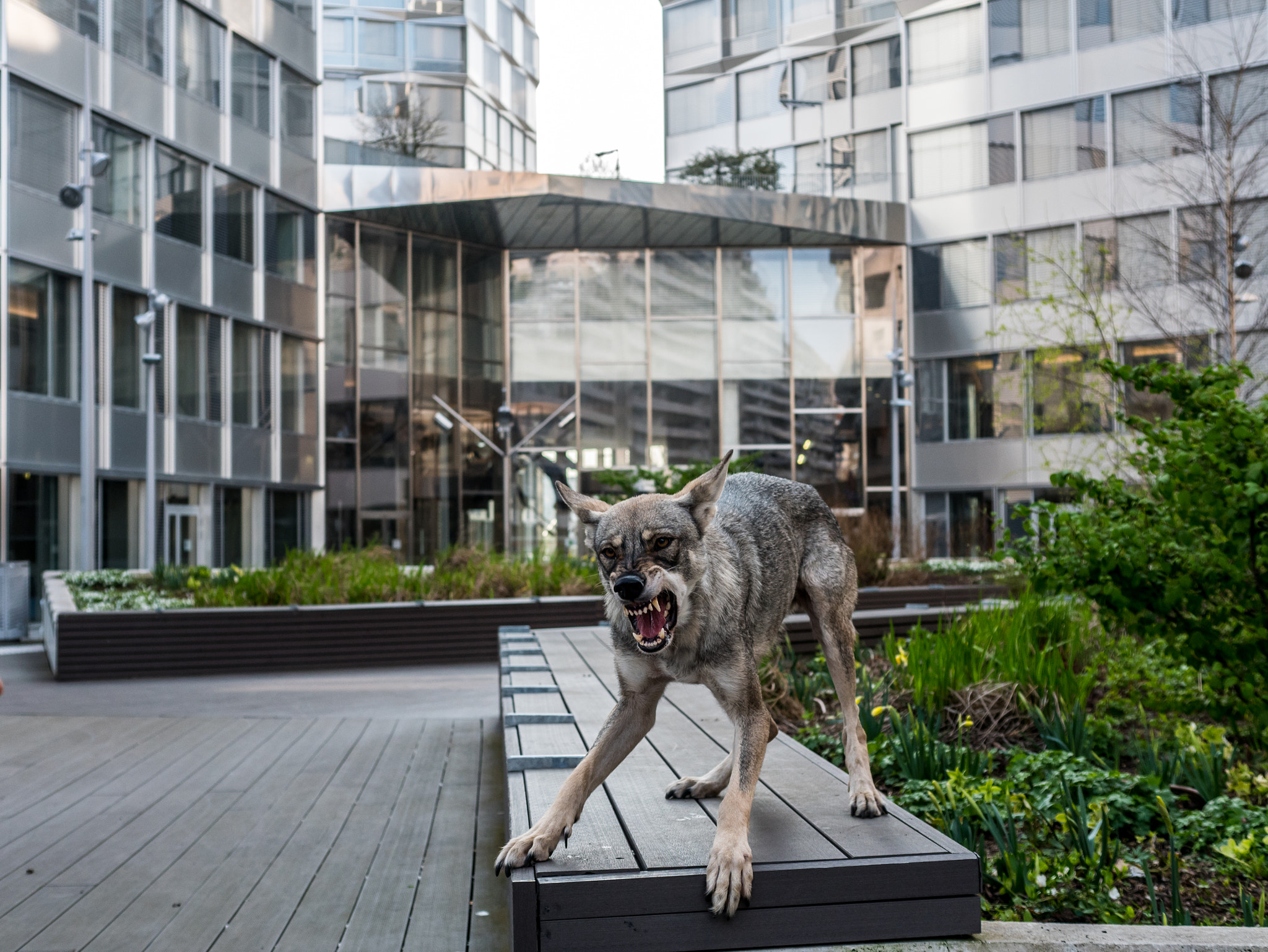 Panasonic Lumix DMC-GX85 (Lumix DMC-GX80 / Lumix DMC-GX7 Mark II) sample photo. Wolves in the city - grunting wolf photography