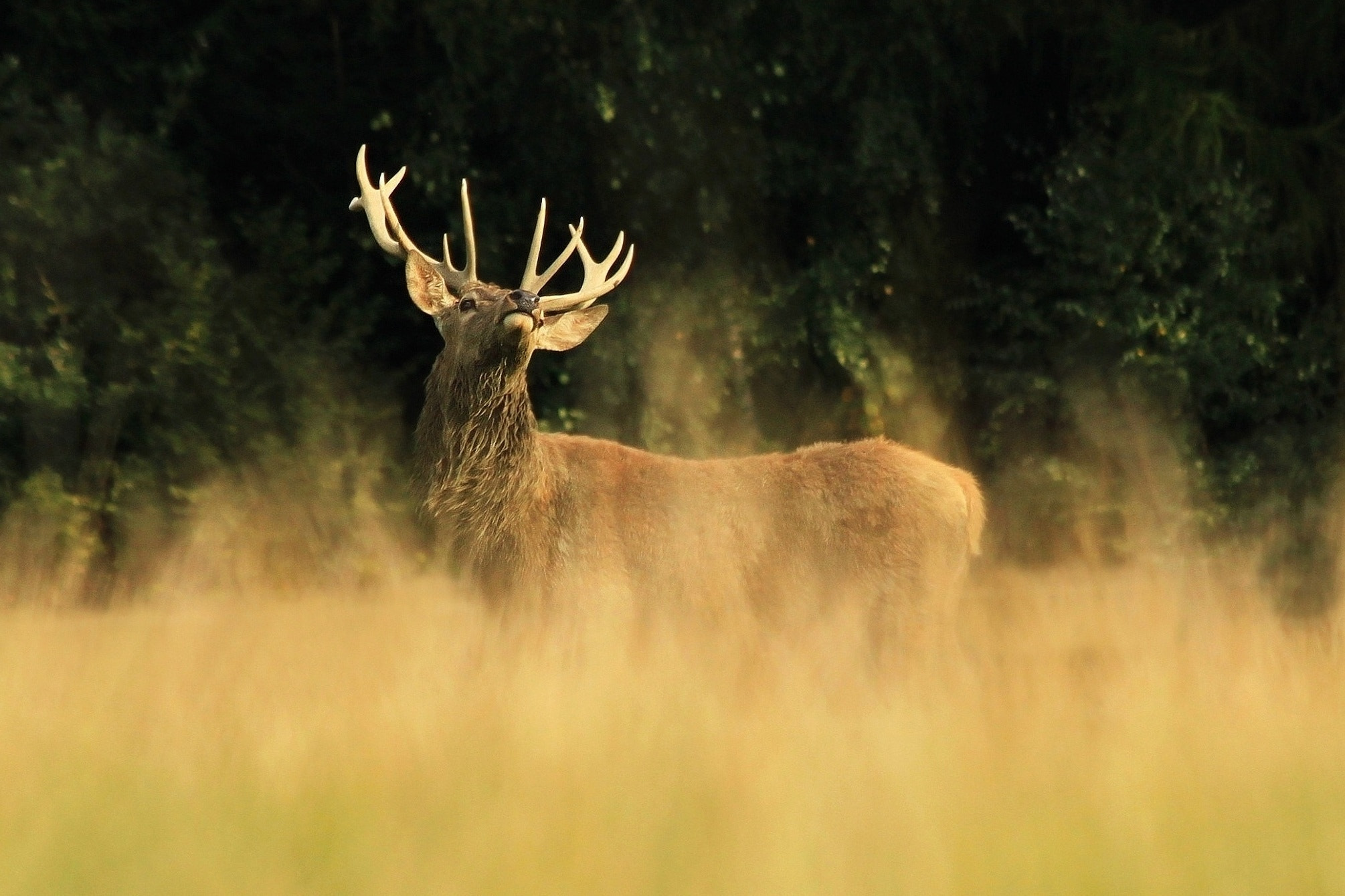 Canon EF 70-300mm F4-5.6 IS USM sample photo. Dreamer photography