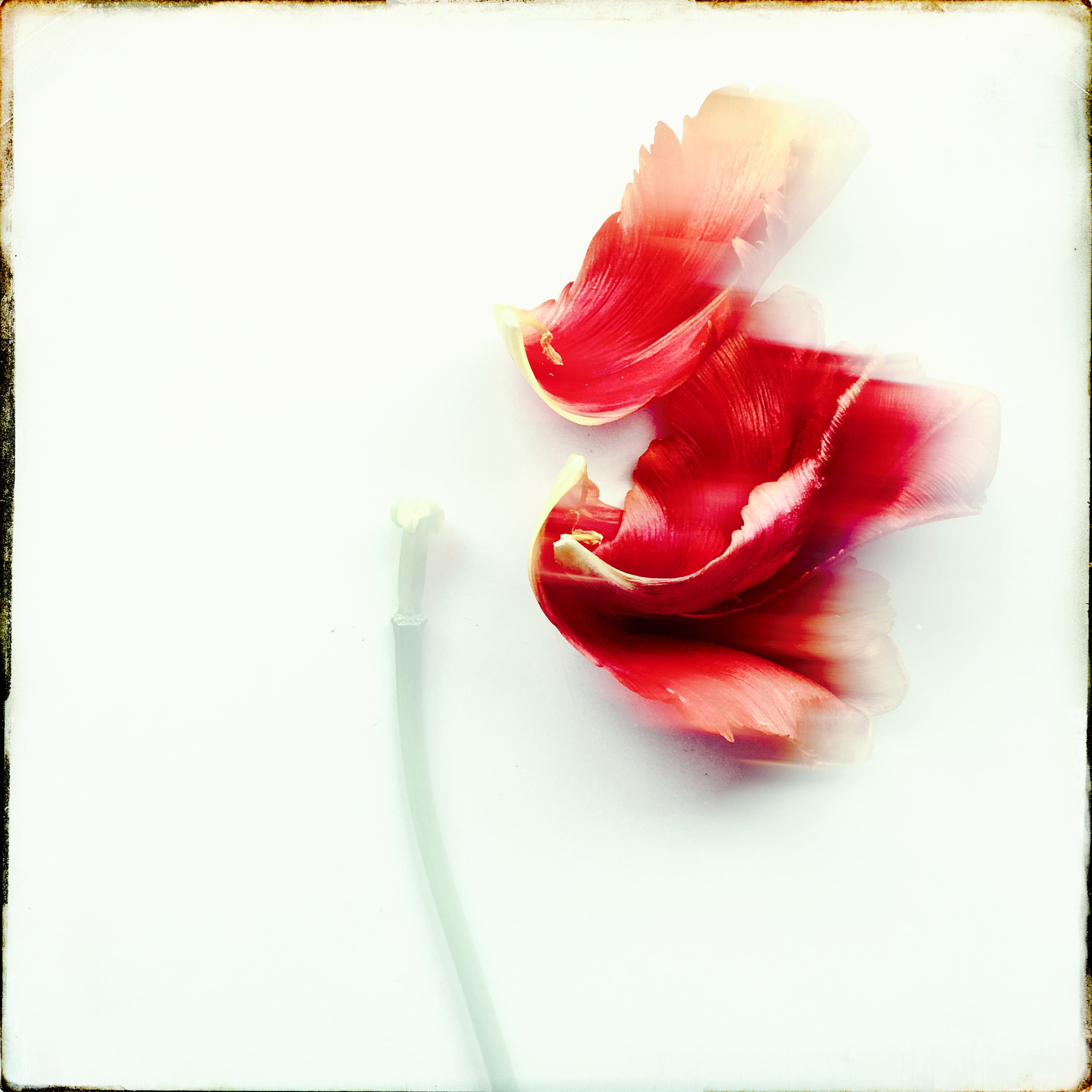 Hipstamatic 331 sample photo. Tulip photography