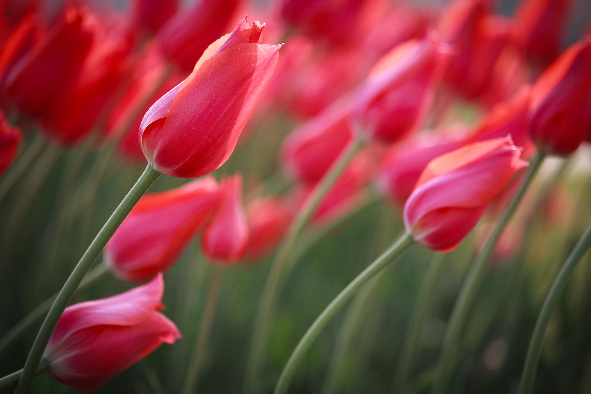Canon EOS 5D sample photo. Tulips photography