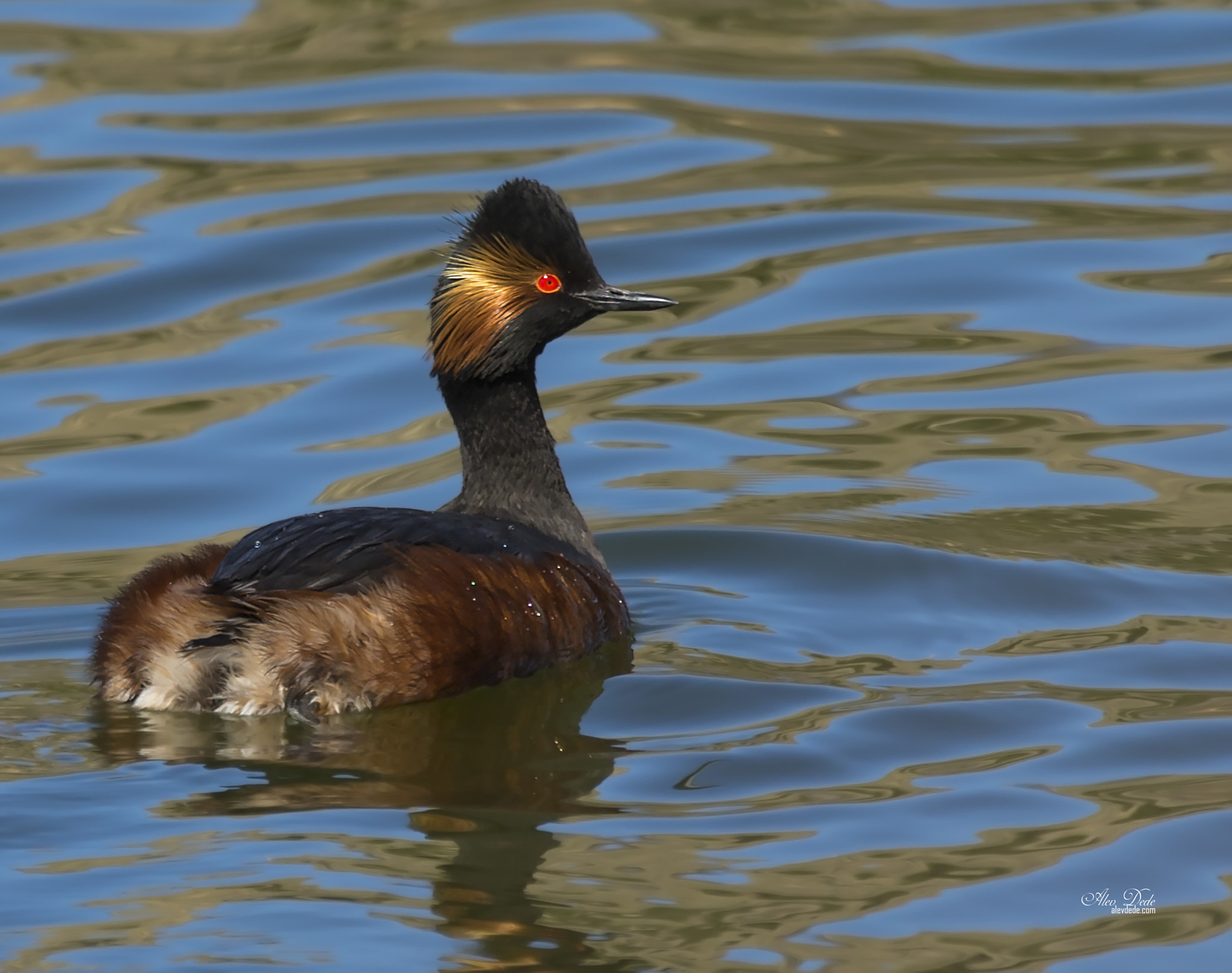 Canon EF 100-400mm F4.5-5.6L IS USM sample photo. Karaboyunlu batağan » black-necked grebe photography