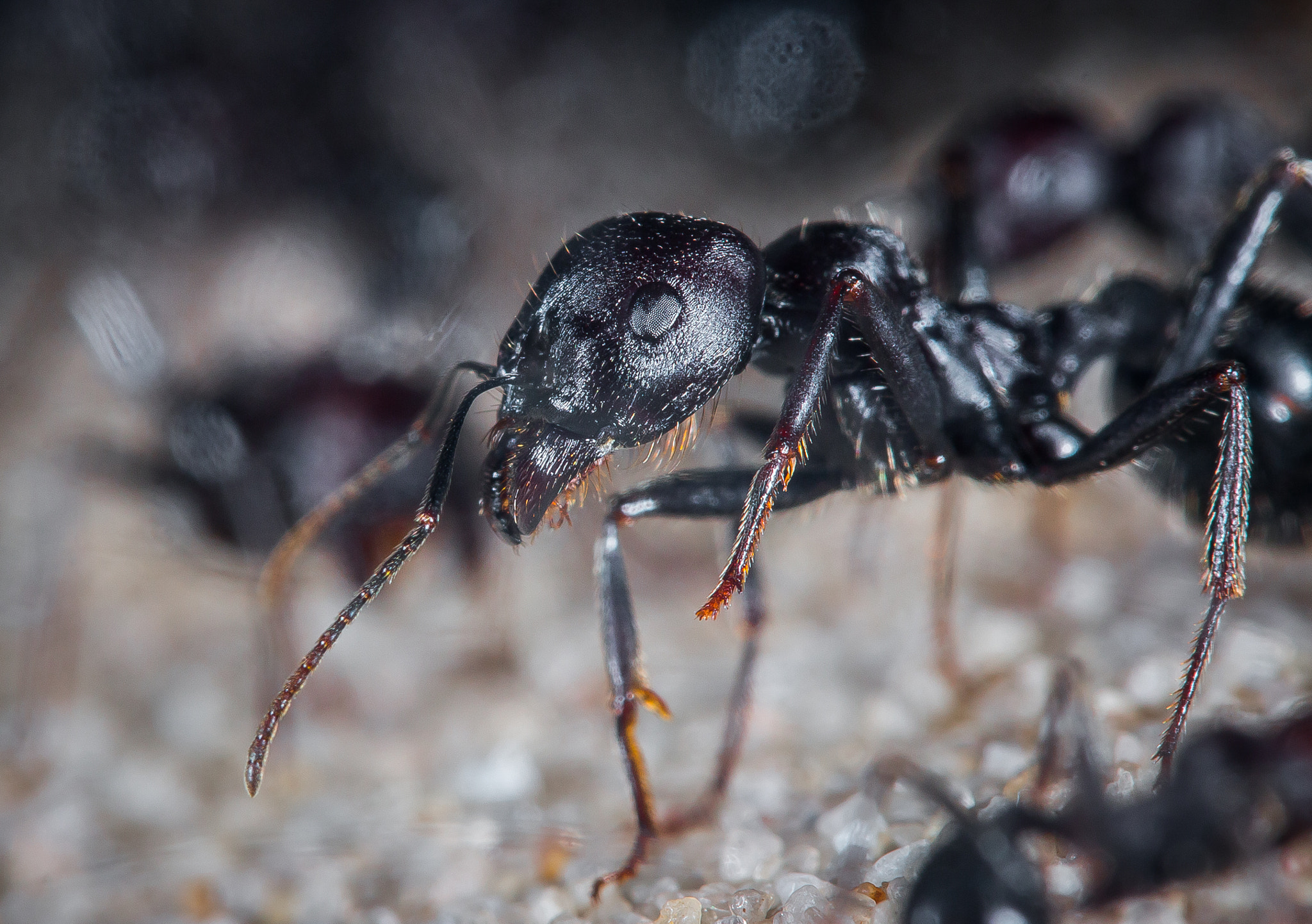 Canon EF-S 60mm F2.8 Macro USM sample photo. Messor arenarius photography