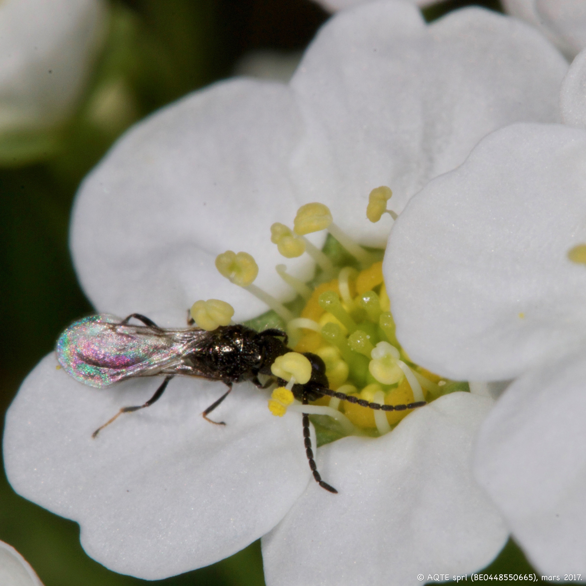 Canon EF 100mm F2.8L Macro IS USM sample photo. Spirée photography