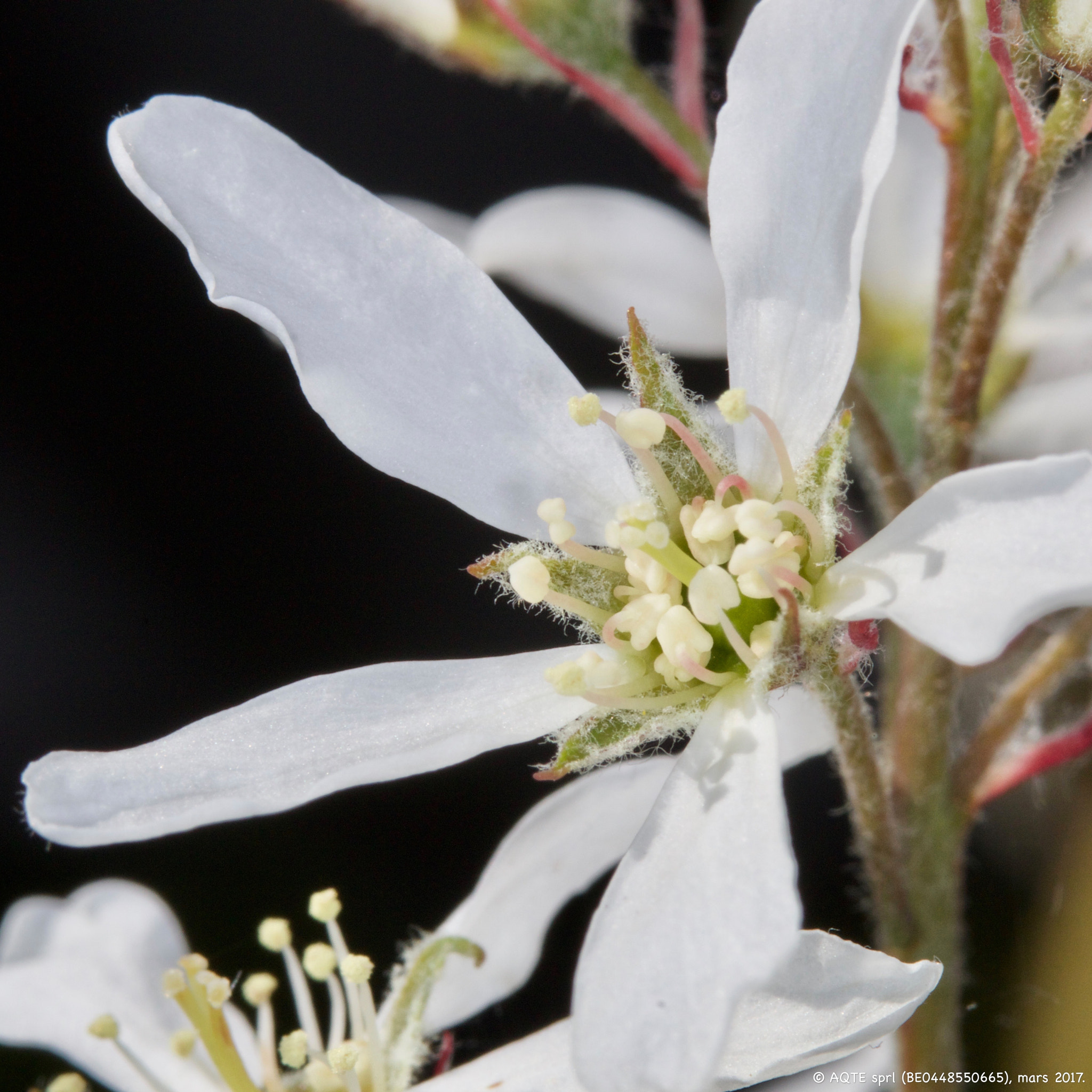 Canon EF 100mm F2.8L Macro IS USM sample photo. Amélanchier photography