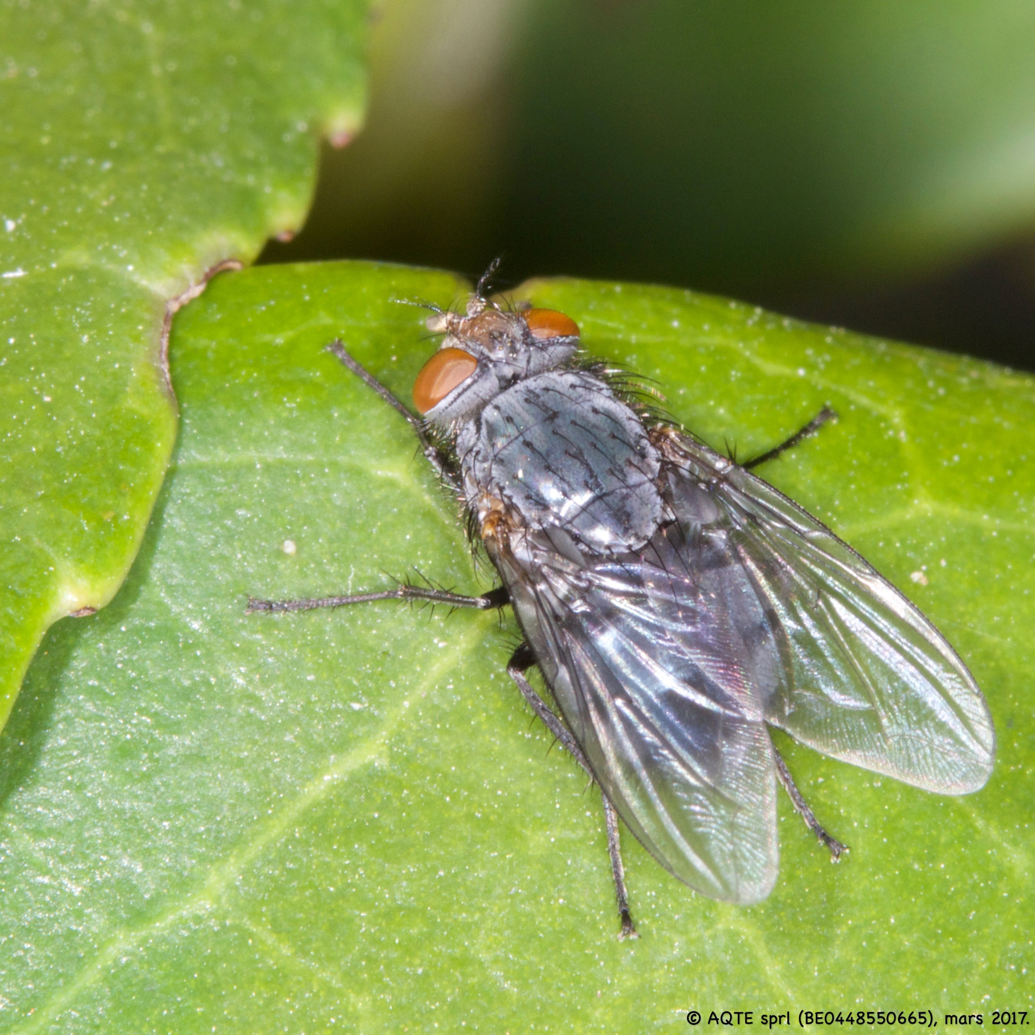 Canon EF 100mm F2.8L Macro IS USM sample photo. Premier bain de soleil photography