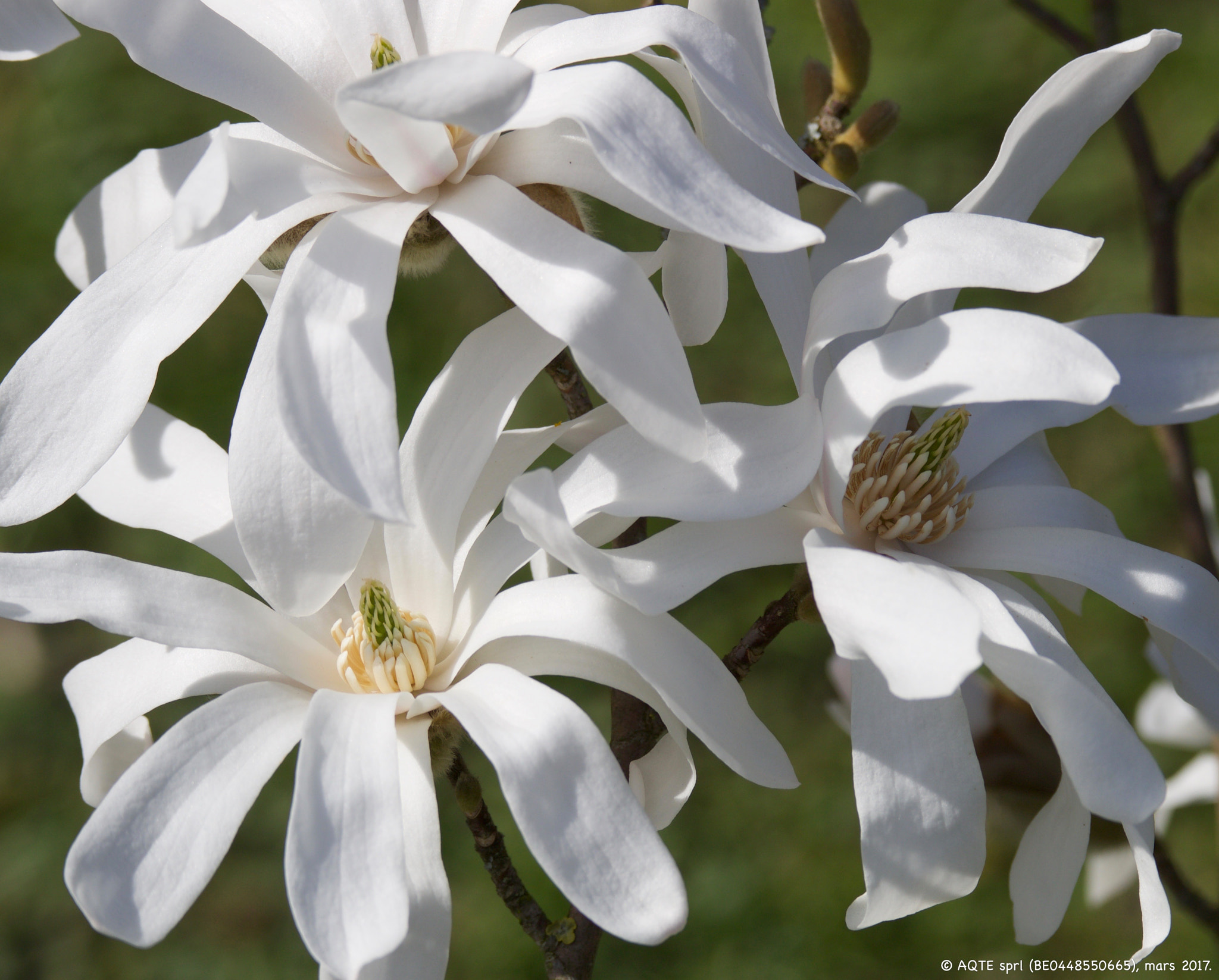 Canon EF 100mm F2.8L Macro IS USM sample photo. Magnolia stellata photography