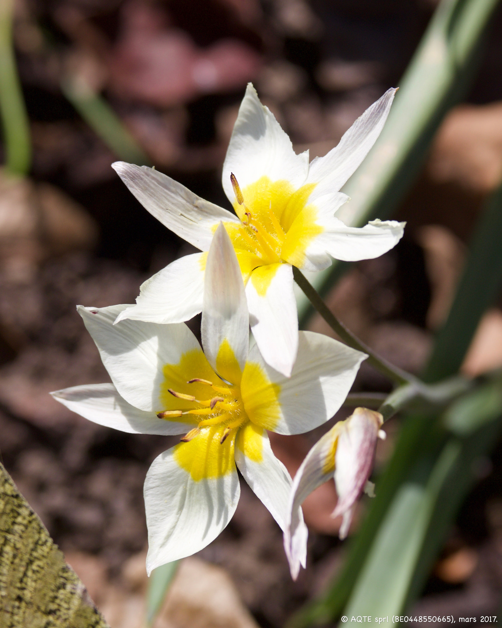 Canon EF 100mm F2.8L Macro IS USM sample photo. Twins photography