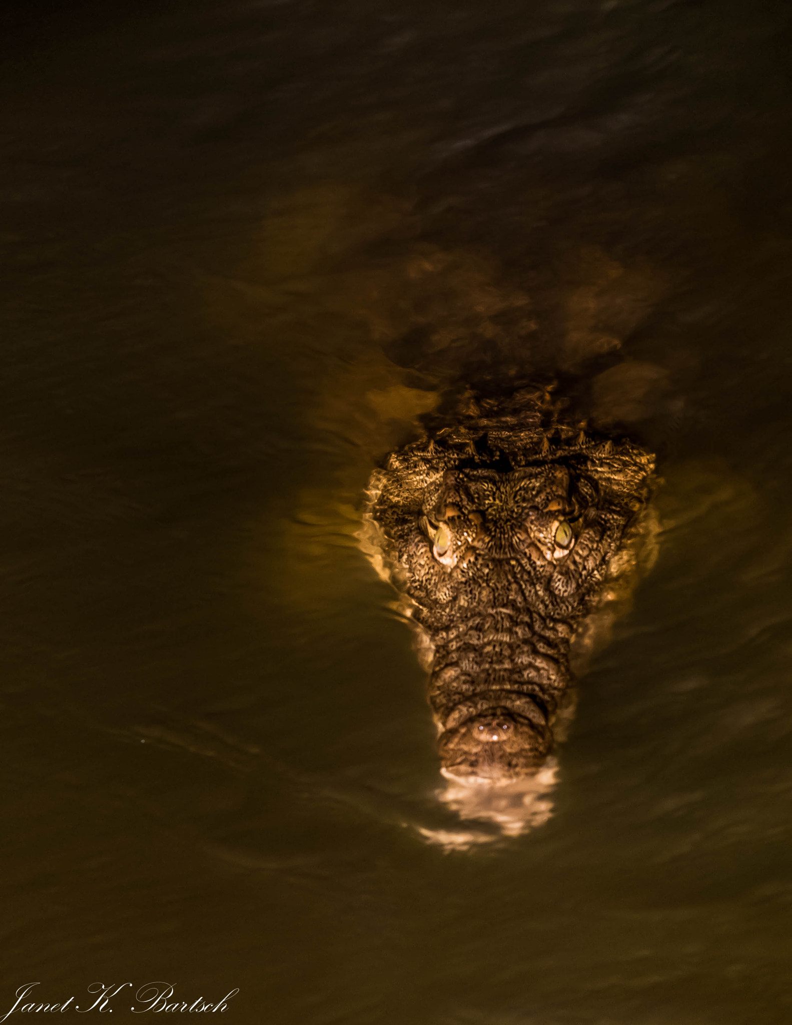 Nikon D810 sample photo. The sneaking crocodile appeared photography