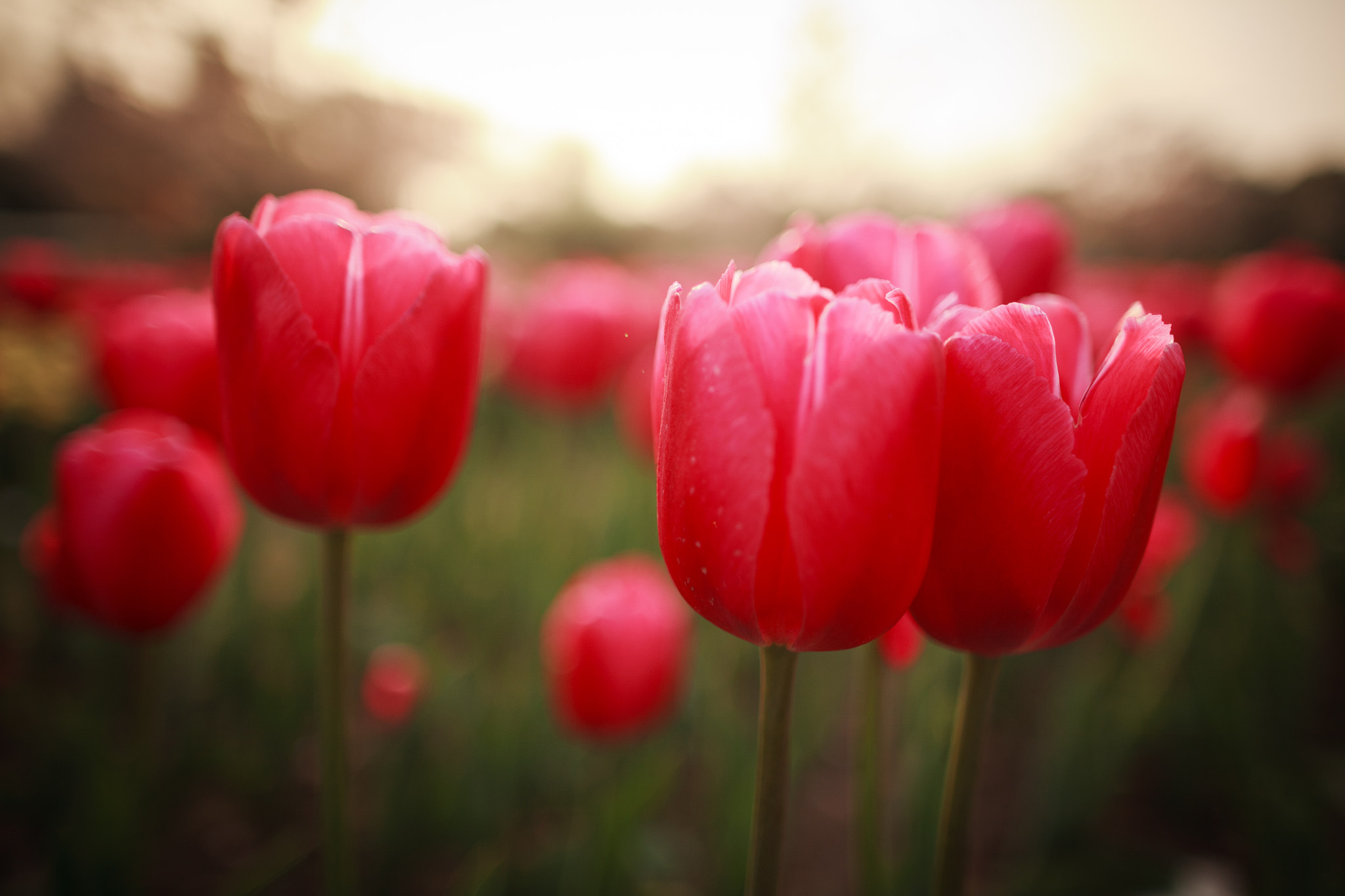 Canon EOS 5D sample photo. Tulips photography