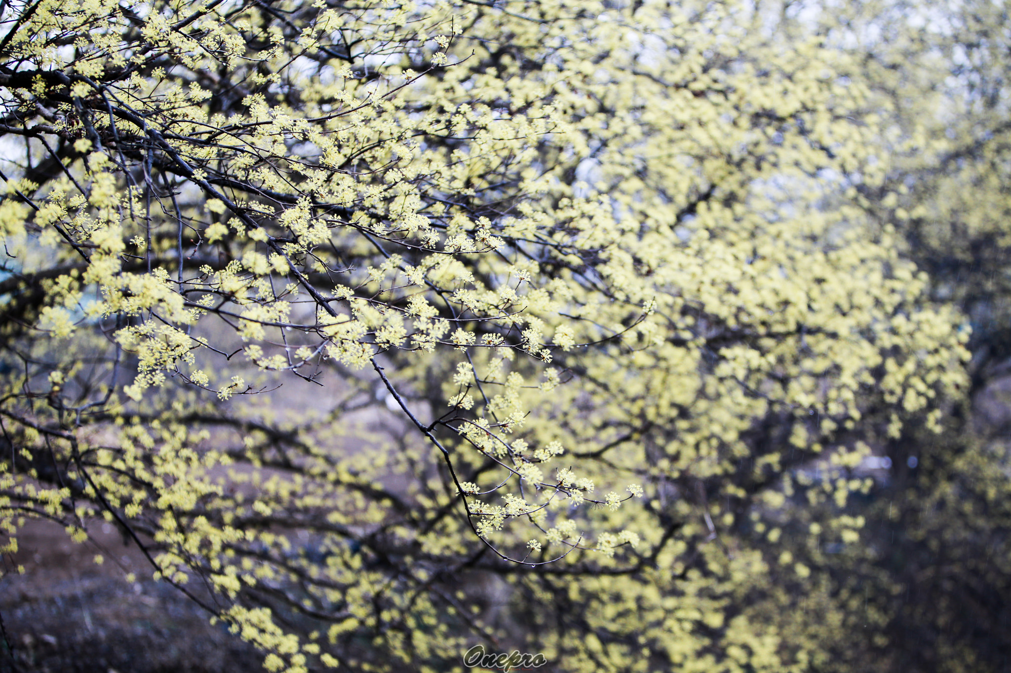 Canon EF 70-200mm F2.8L IS USM sample photo. Onepro - 산수유 (山茱萸) photography