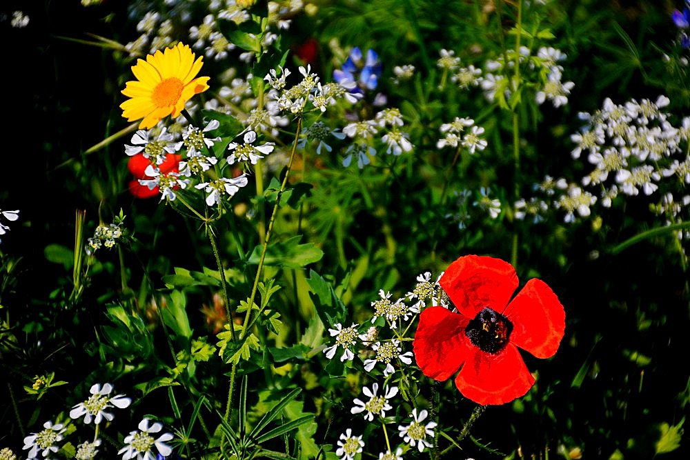 Nikon D7100 + Tamron 18-270mm F3.5-6.3 Di II VC PZD sample photo. Les fleurs des champs photography